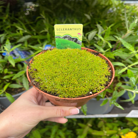 Scleranthus uniflorus 10cm growers pot