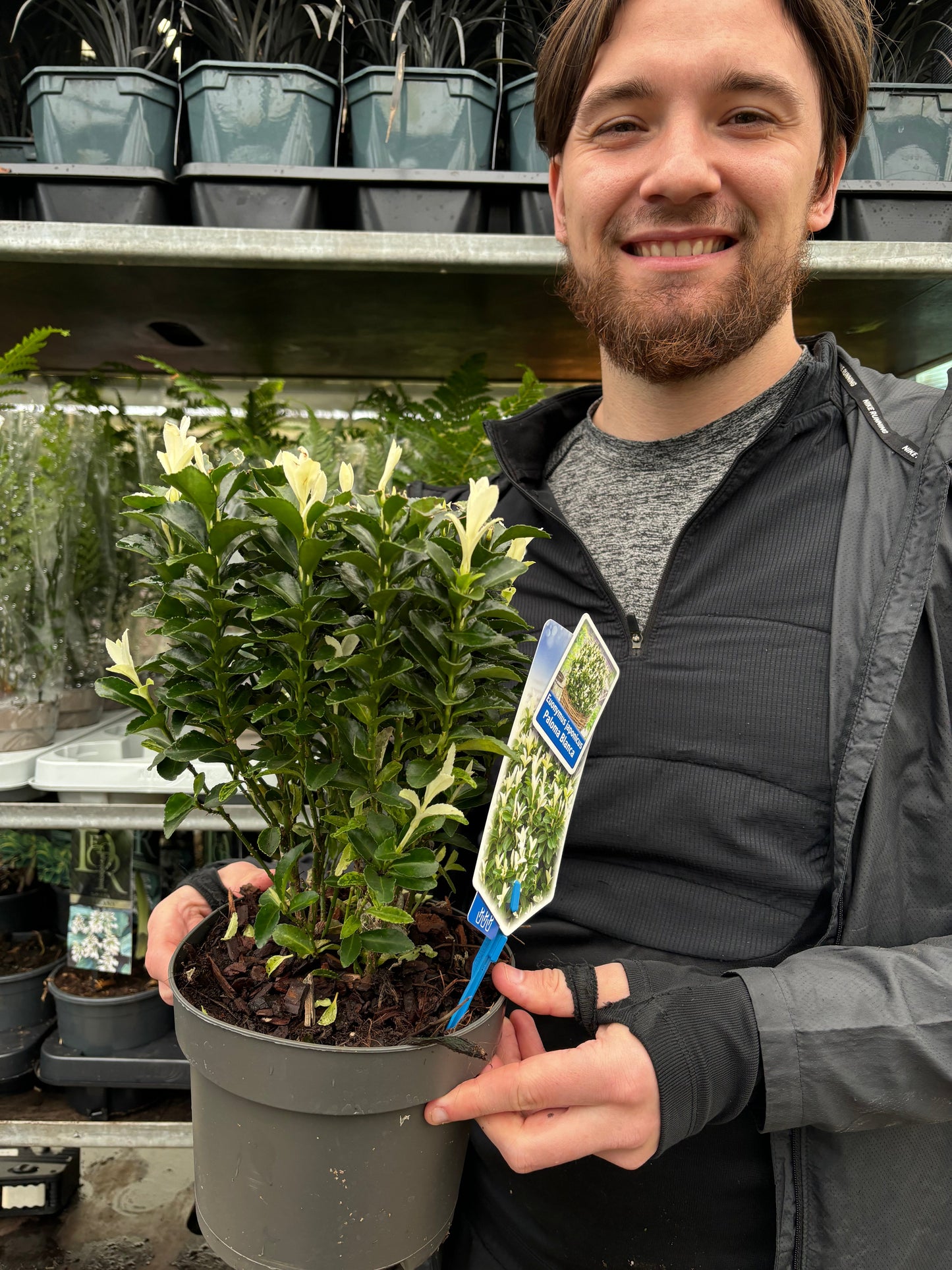 Euonymus fortunei 'Paloma Blanca' 9cm/1.5L/2L.