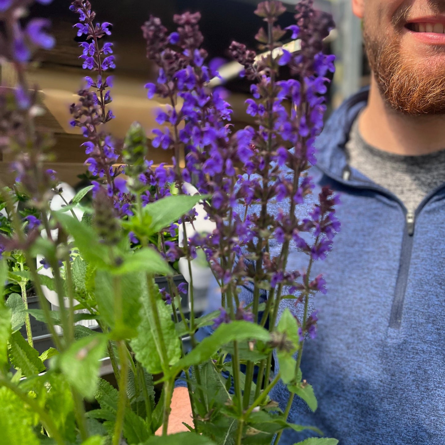 Salvia nemorosa Salute Deep Blue 2L