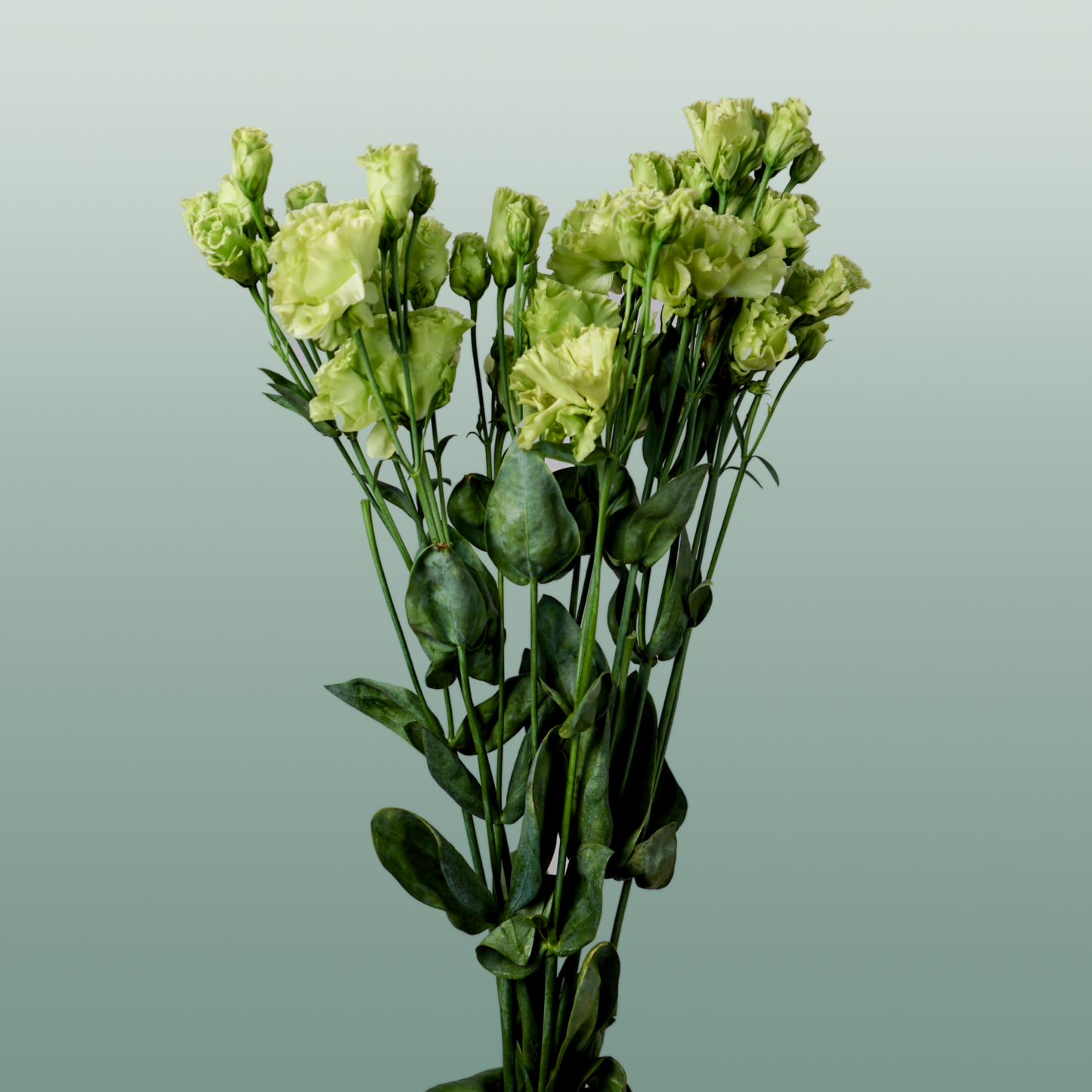 Rosanne Emerald Green Eustoma Cut Flowers – 70cm