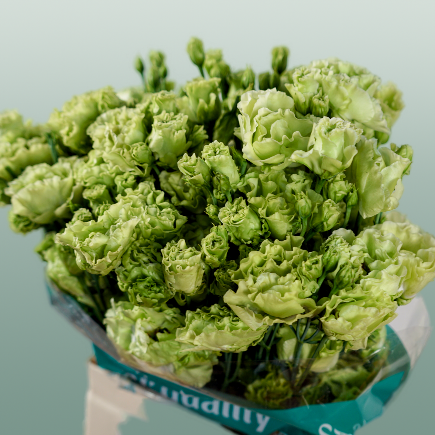 Rosanne Emerald Green Eustoma Cut Flowers – 70cm