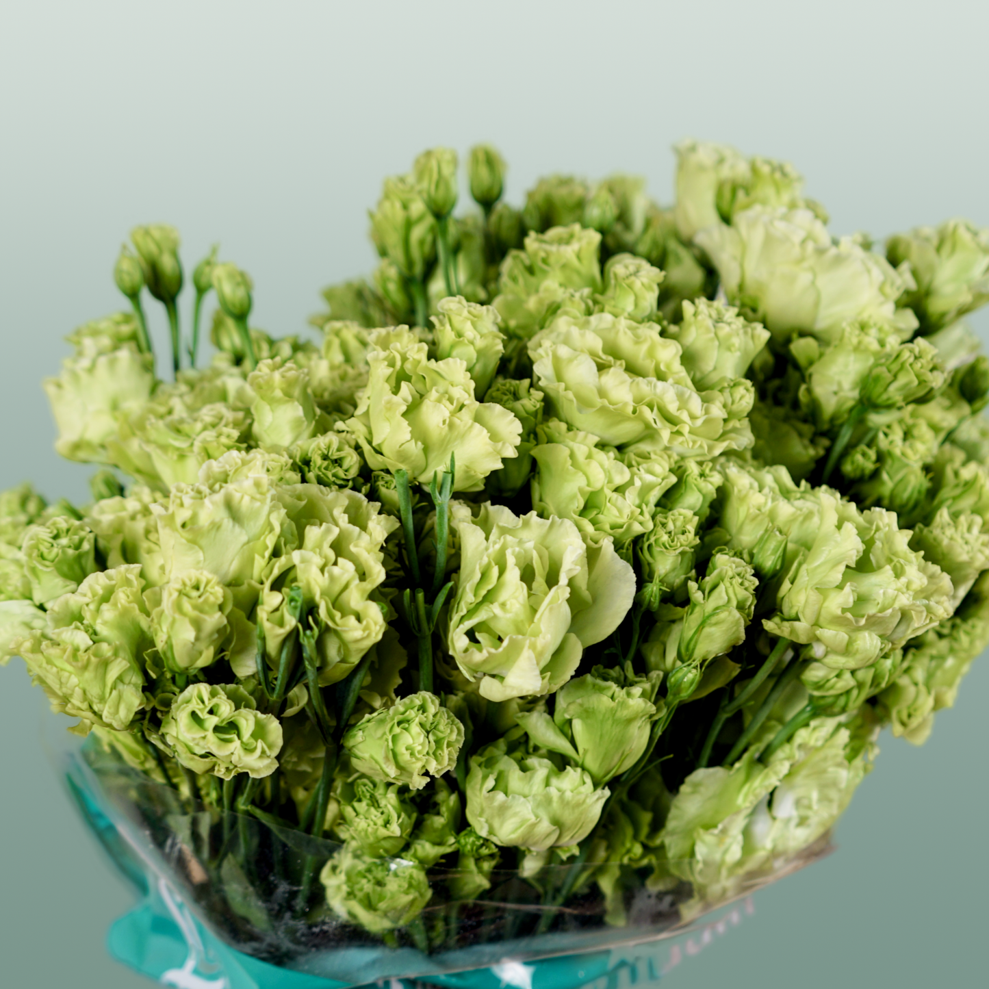 Rosanne Emerald Green Eustoma Cut Flowers – 70cm