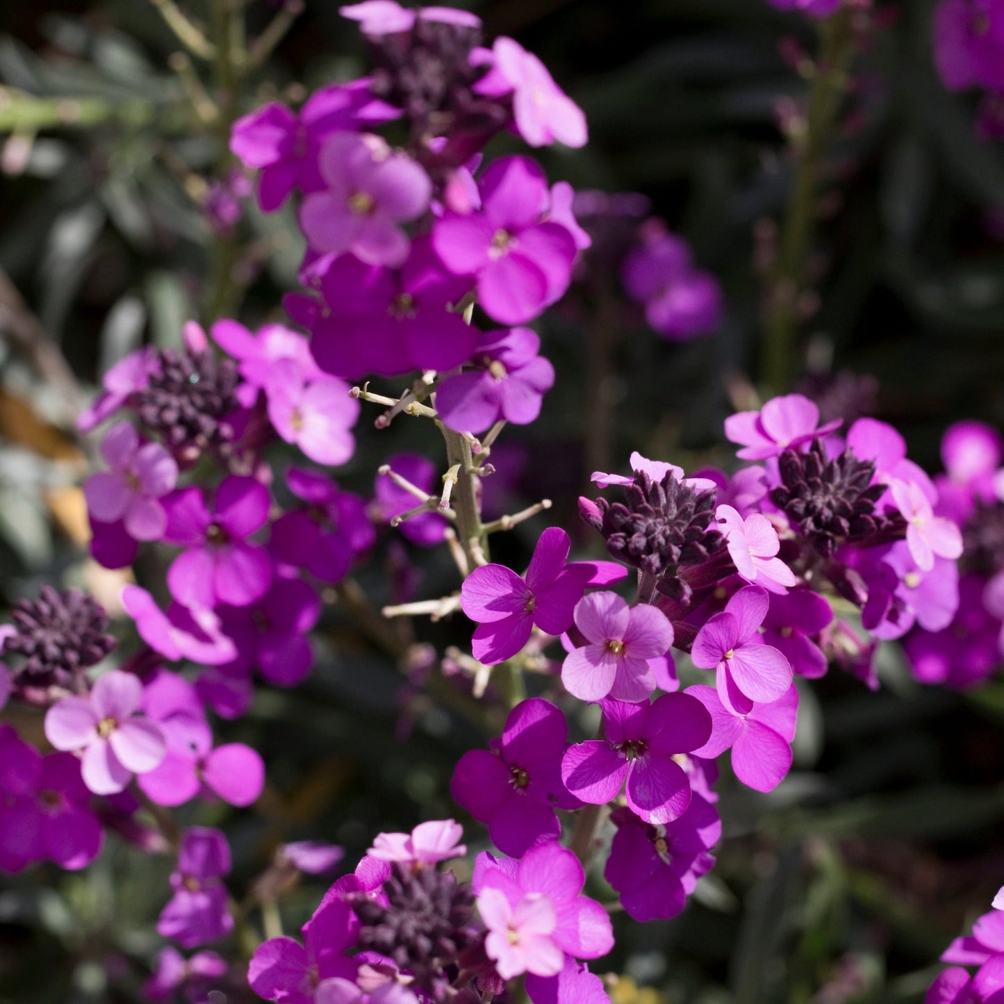 Erysimum 'Bowles Mauve'