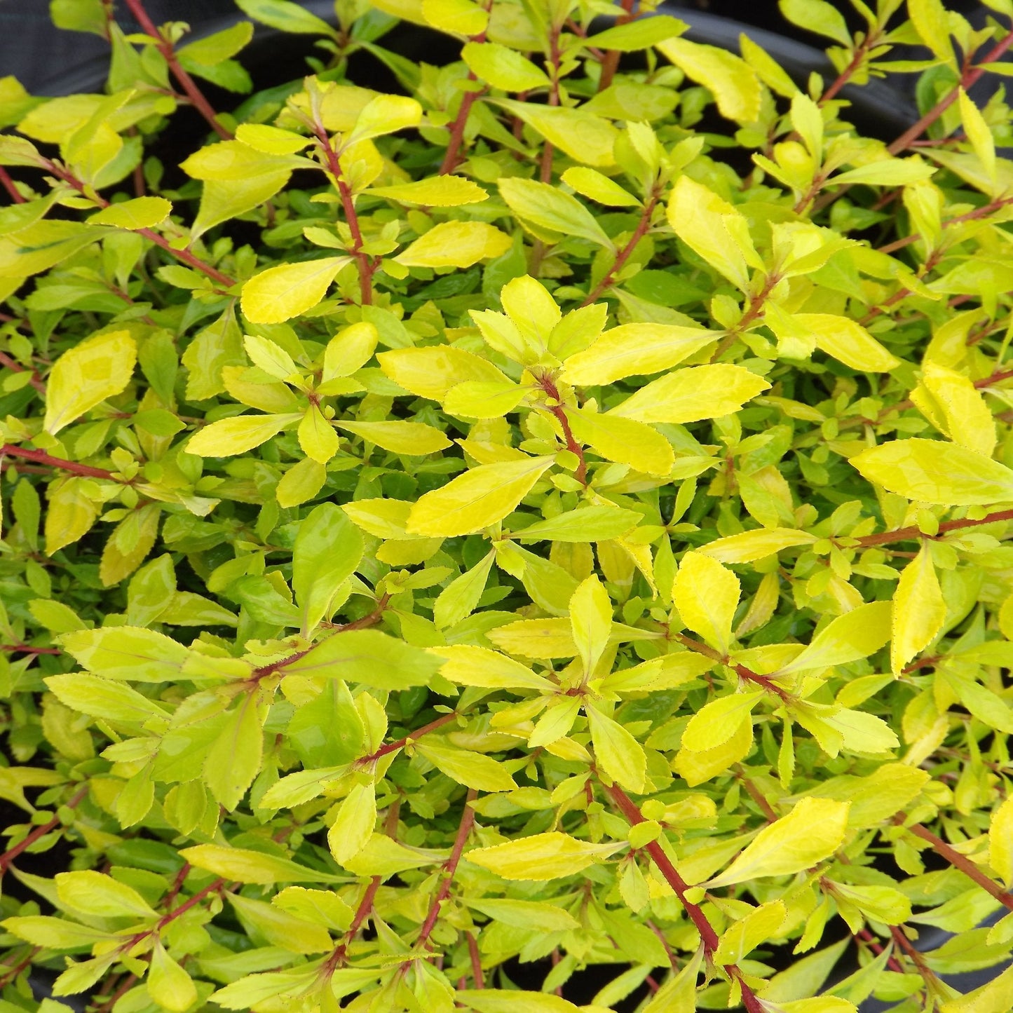 Escallonia 'Golden Carpet' 9cm