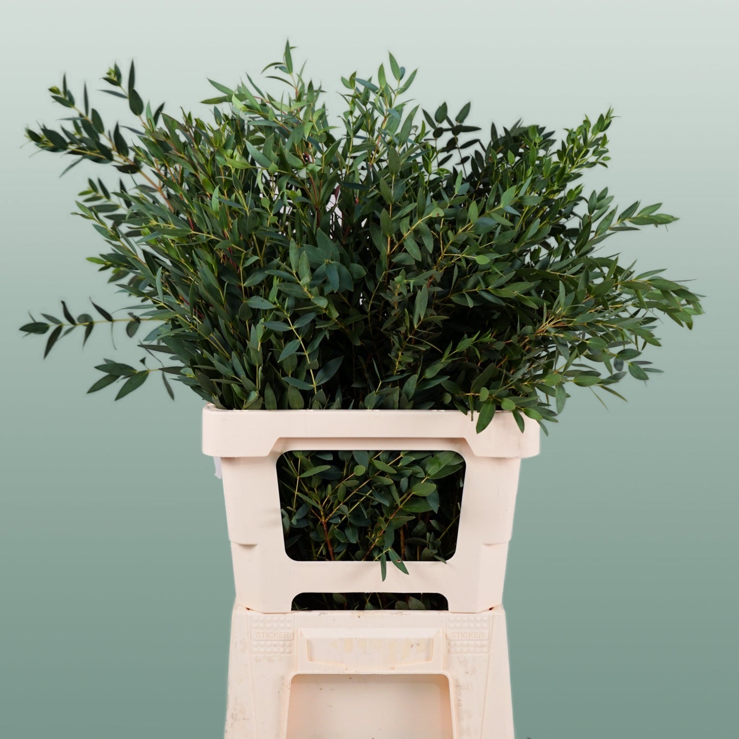 GR Eucalypthus Parvifolia (5 Bunches)
