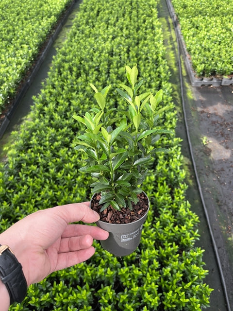 Euonymus japonicus 'Green Spire'.