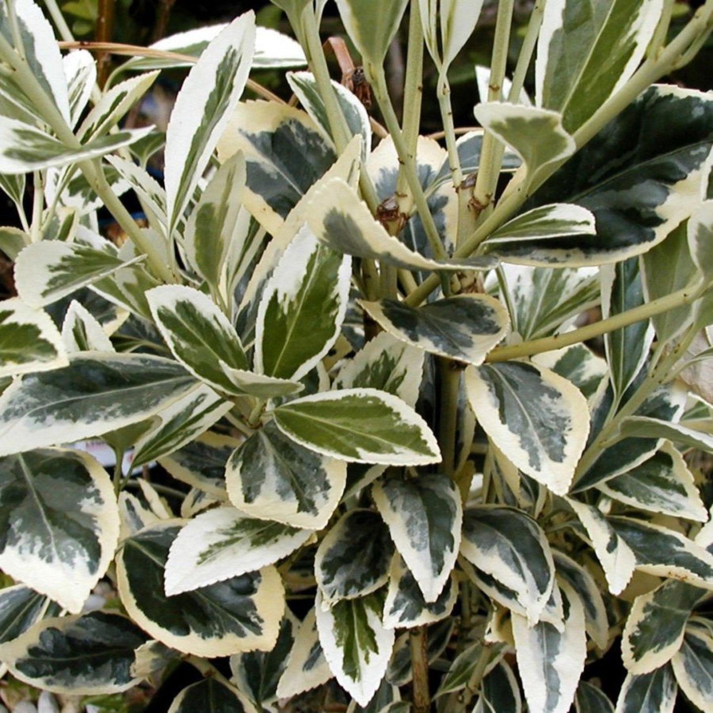 Euonymus japonicus 'Bravo' 9cm / 3L