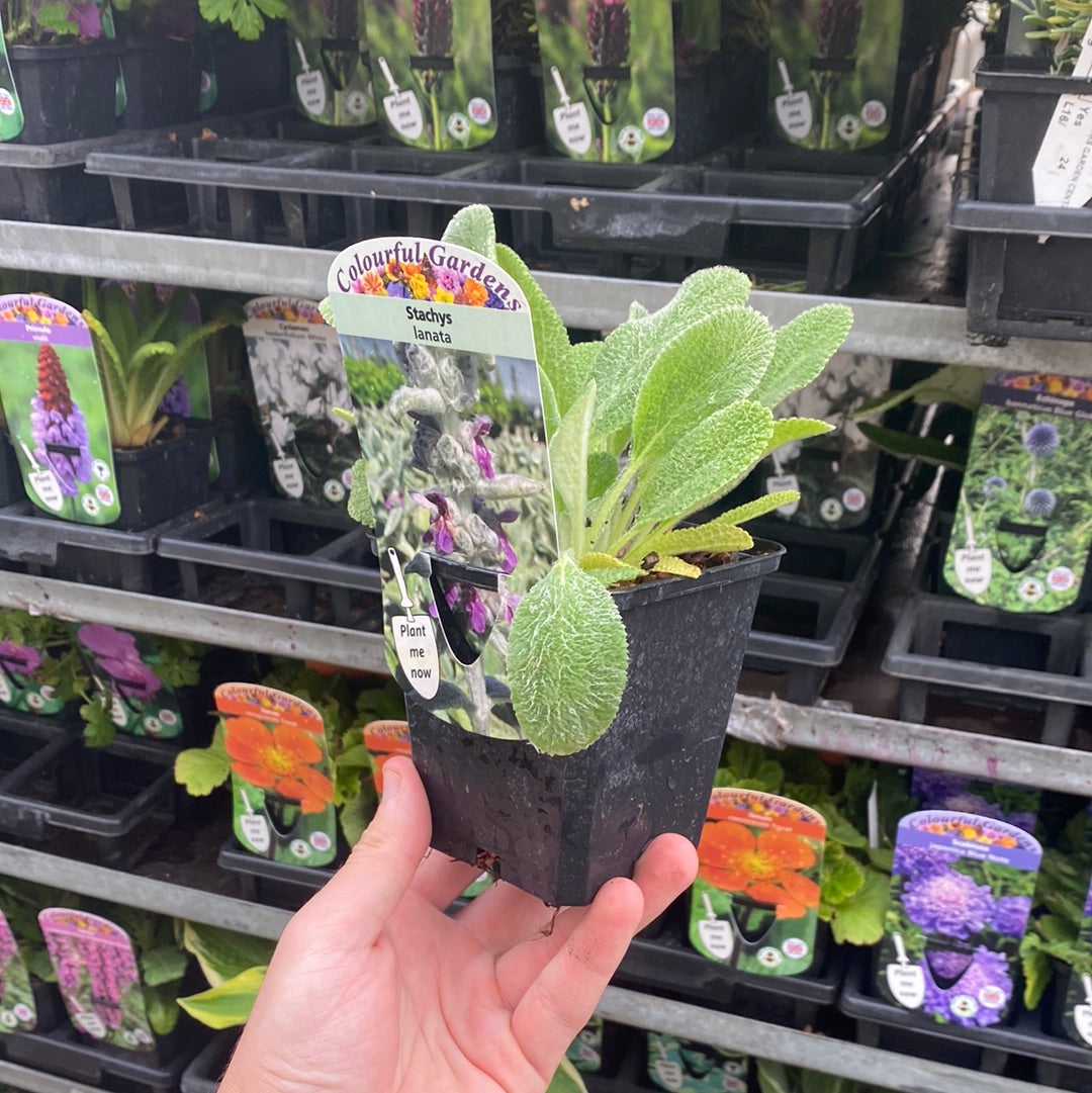 Stachys lanata 9cm 2L