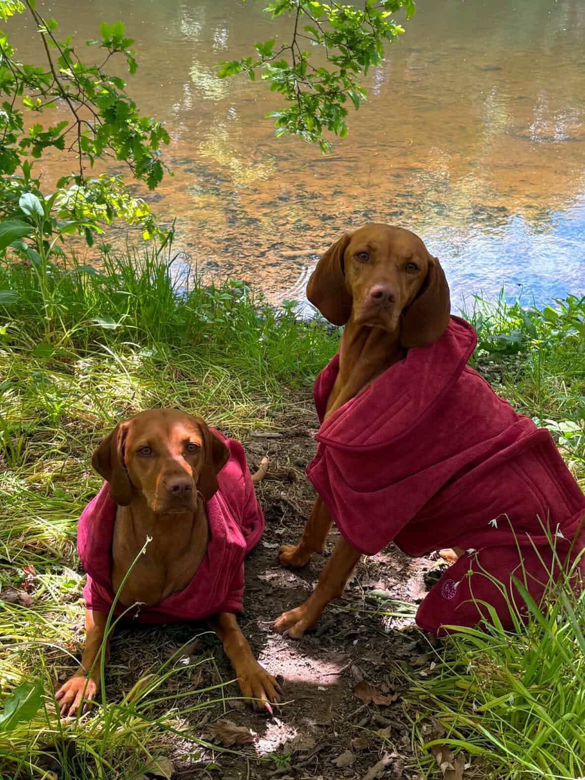 Stellar Luxury Drying Robes for Dogs