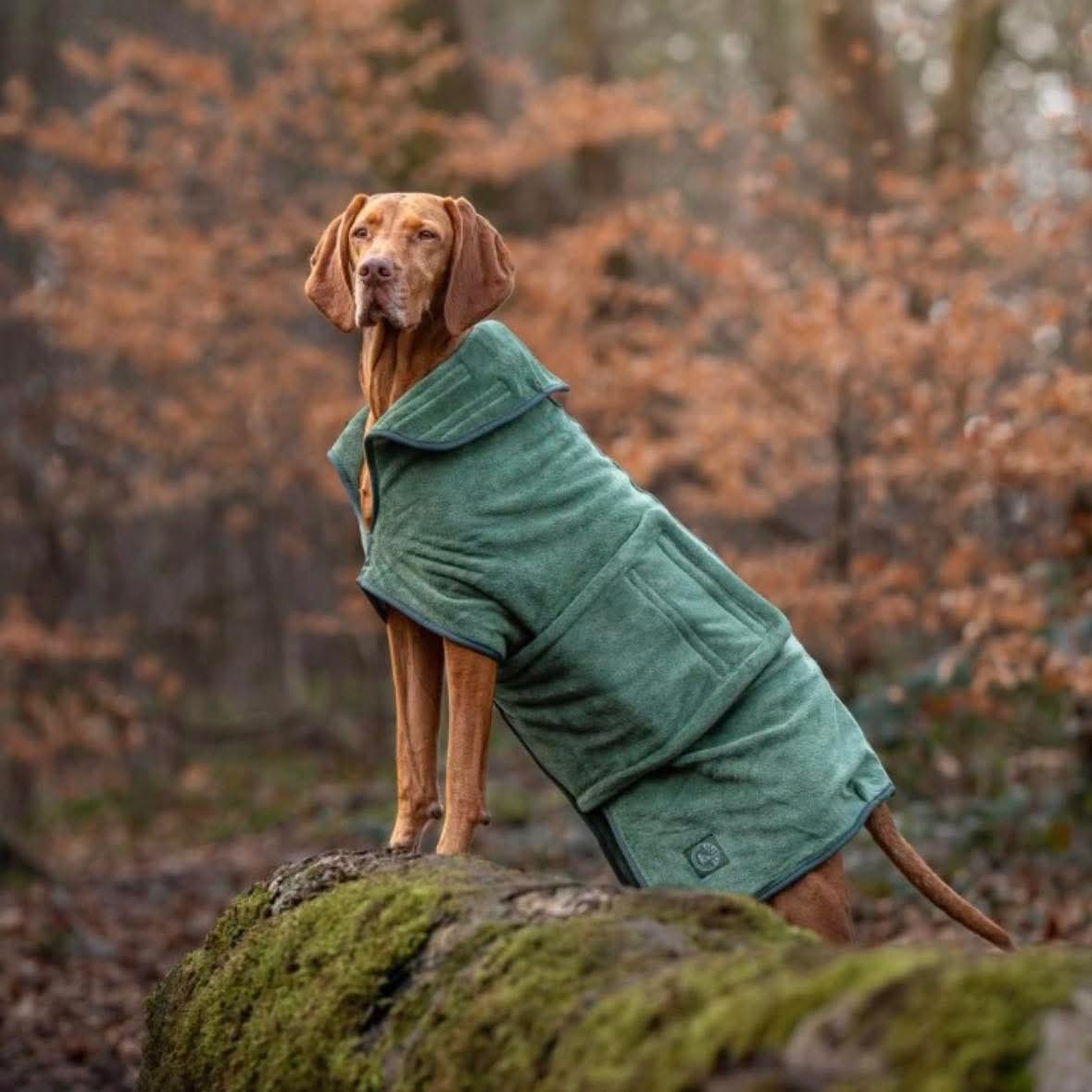 Stellar Luxury Drying Robes for Dogs