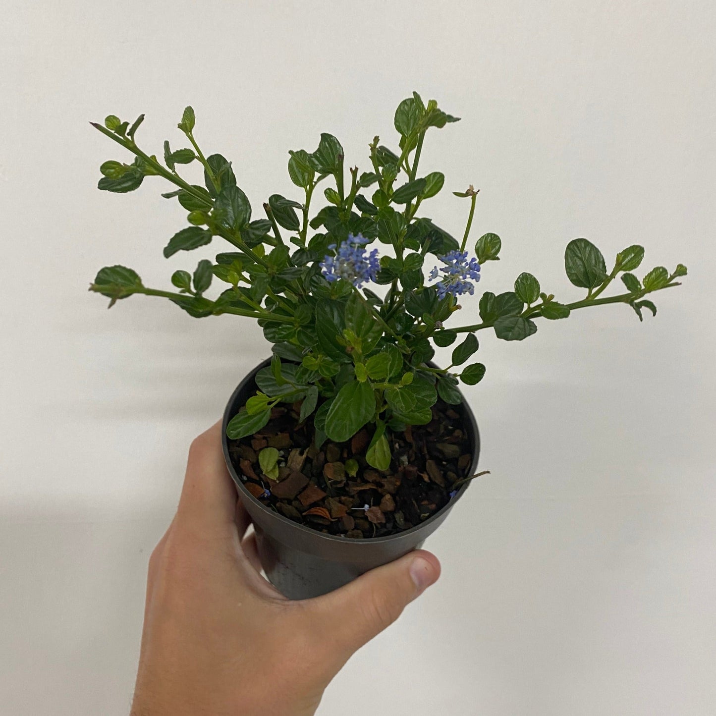 Ceanothus 'Victoria' (Californian Lilac) 9cm/2L