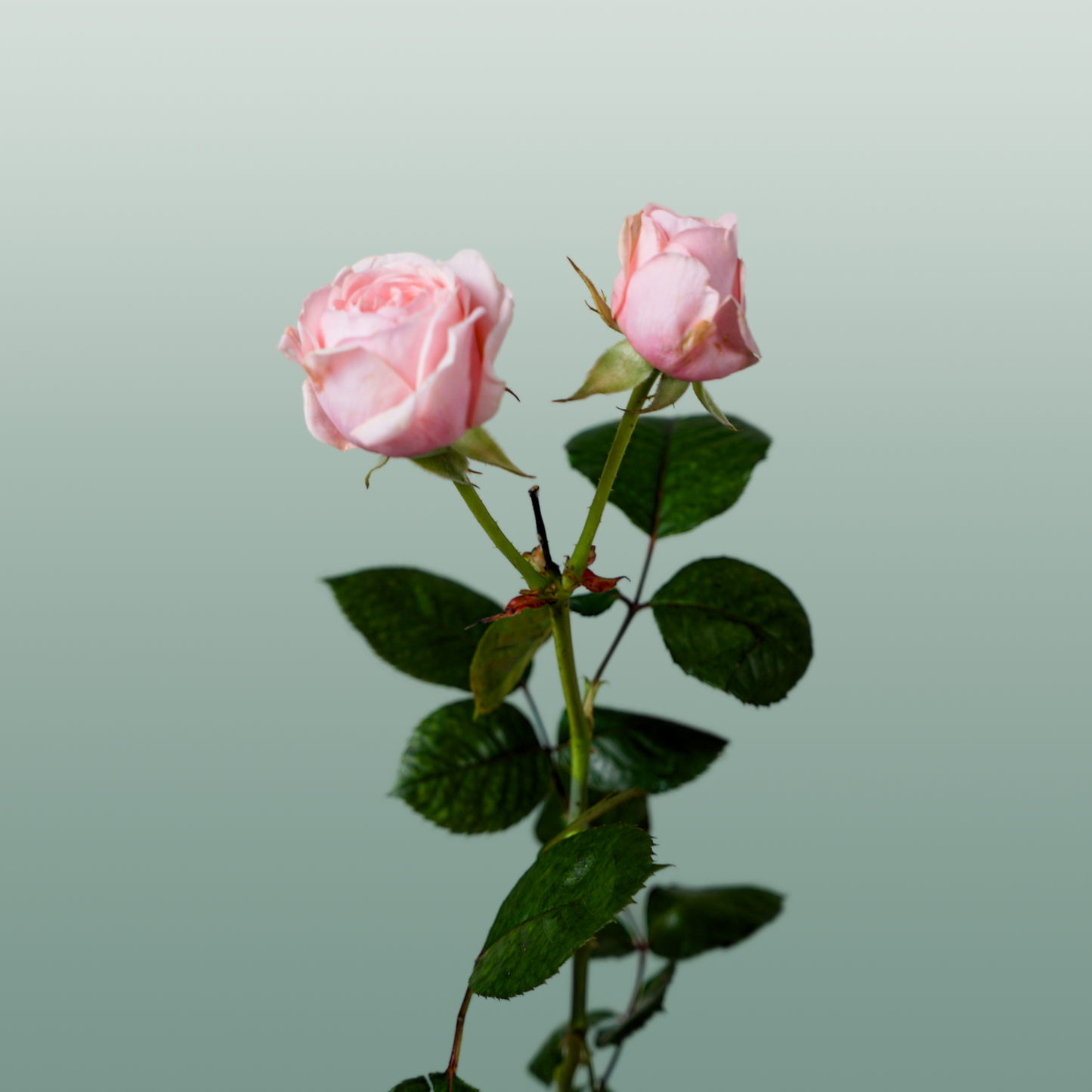 Spray Rose - Rosa - Loves Me with Fatal Attraction