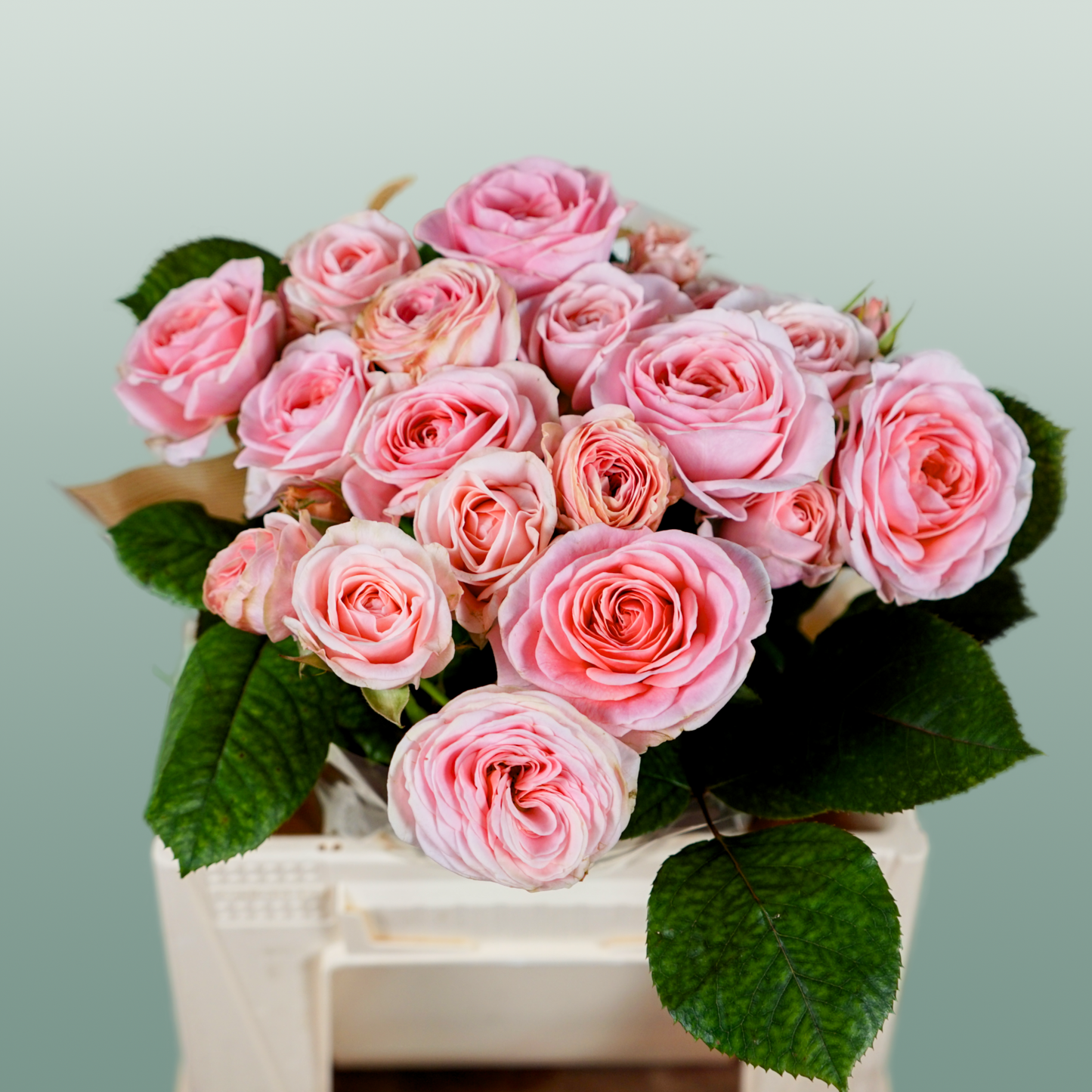 Spray Rose - Rosa - Loves Me with Fatal Attraction