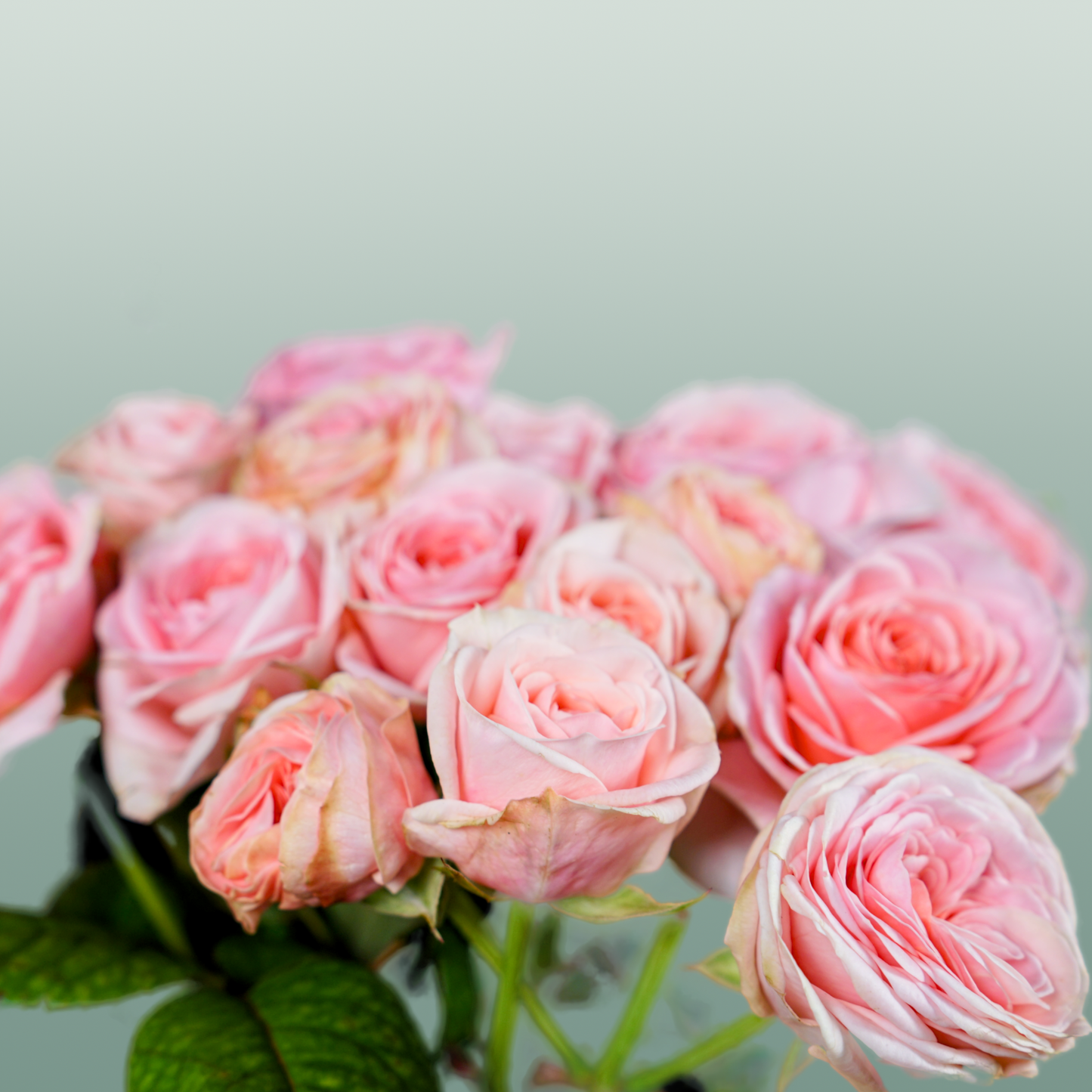 Spray Rose - Rosa - Loves Me with Fatal Attraction