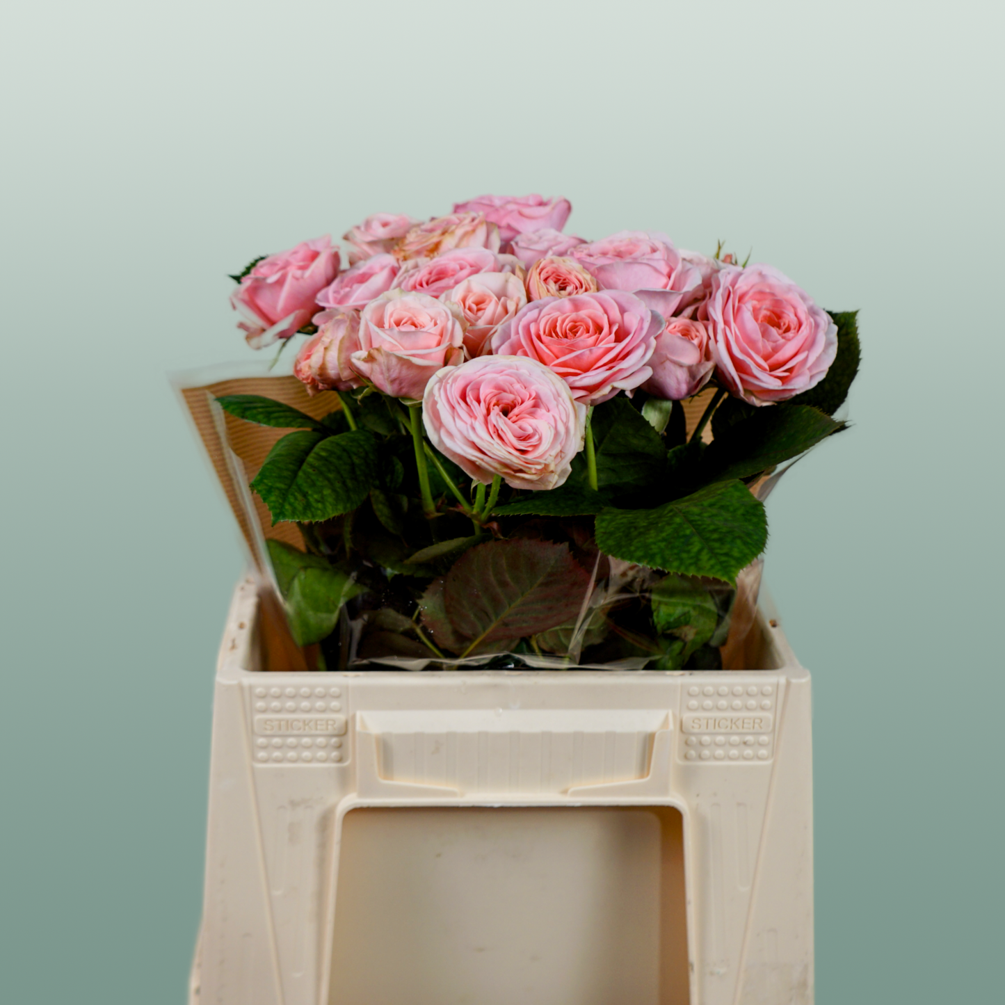 Spray Rose - Rosa - Loves Me with Fatal Attraction