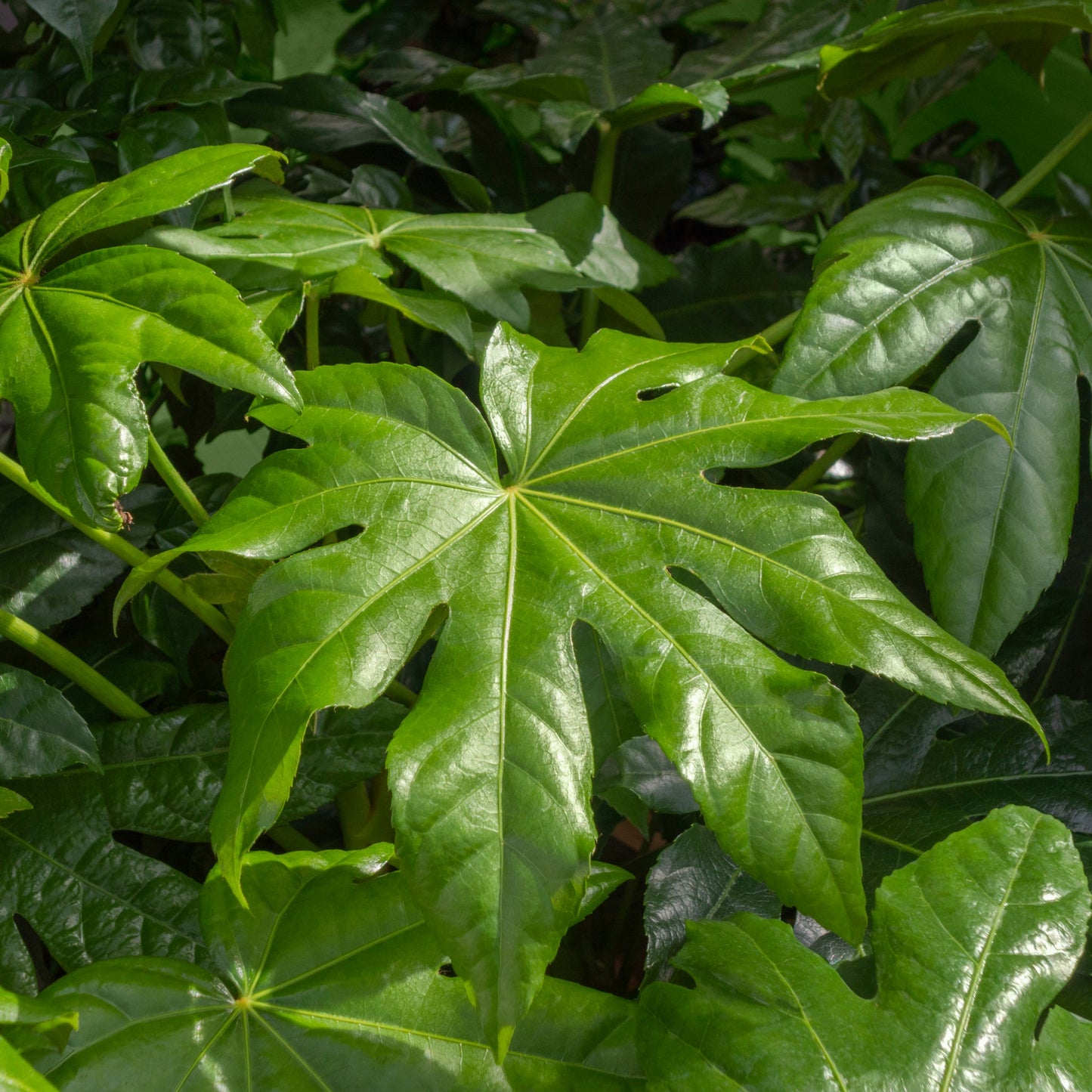 Fatsia japonica 70-80cm (3L)