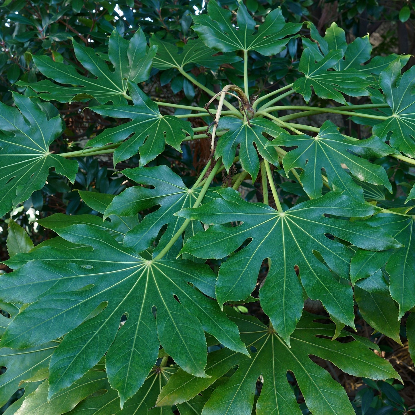 Fatsia japonica 9cm-5L