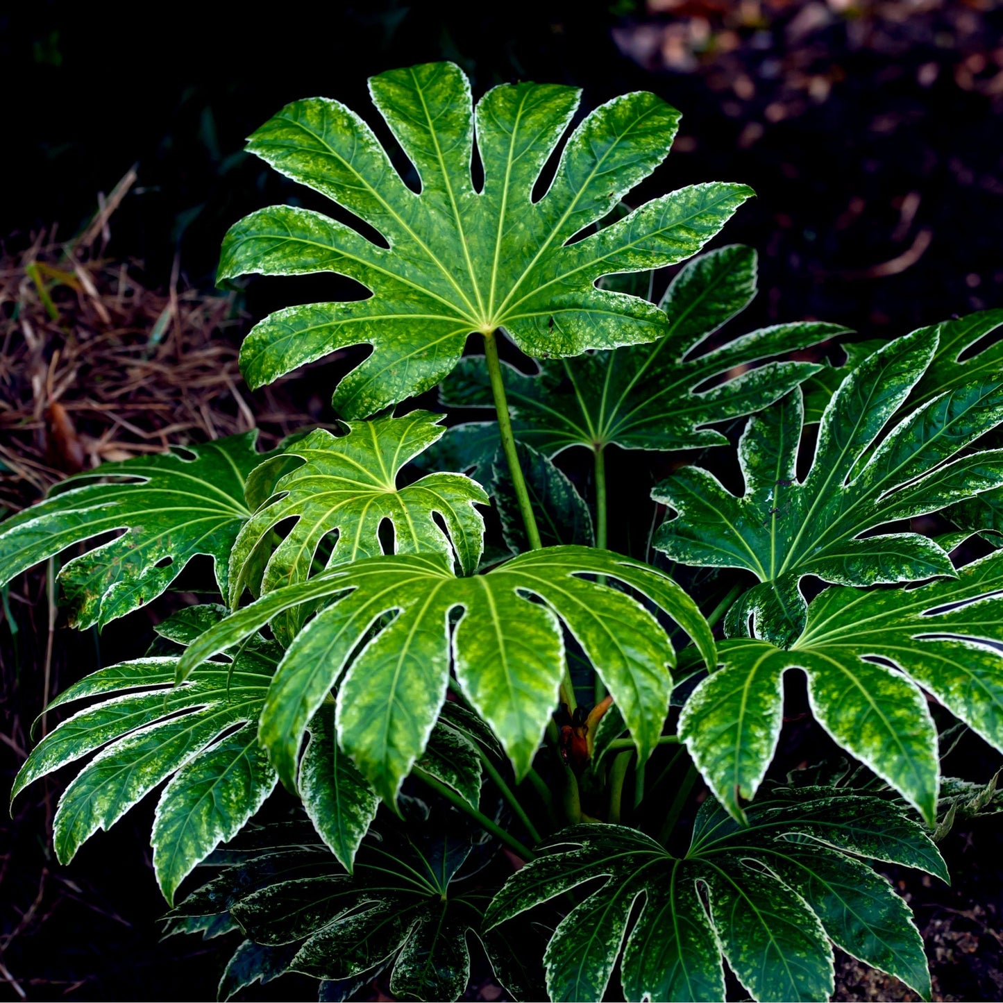 Fatsia japonica 'Spider's Web' 2L-7.5L