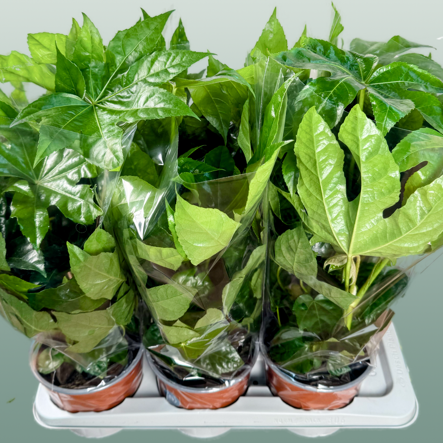 Fatsia Japonica