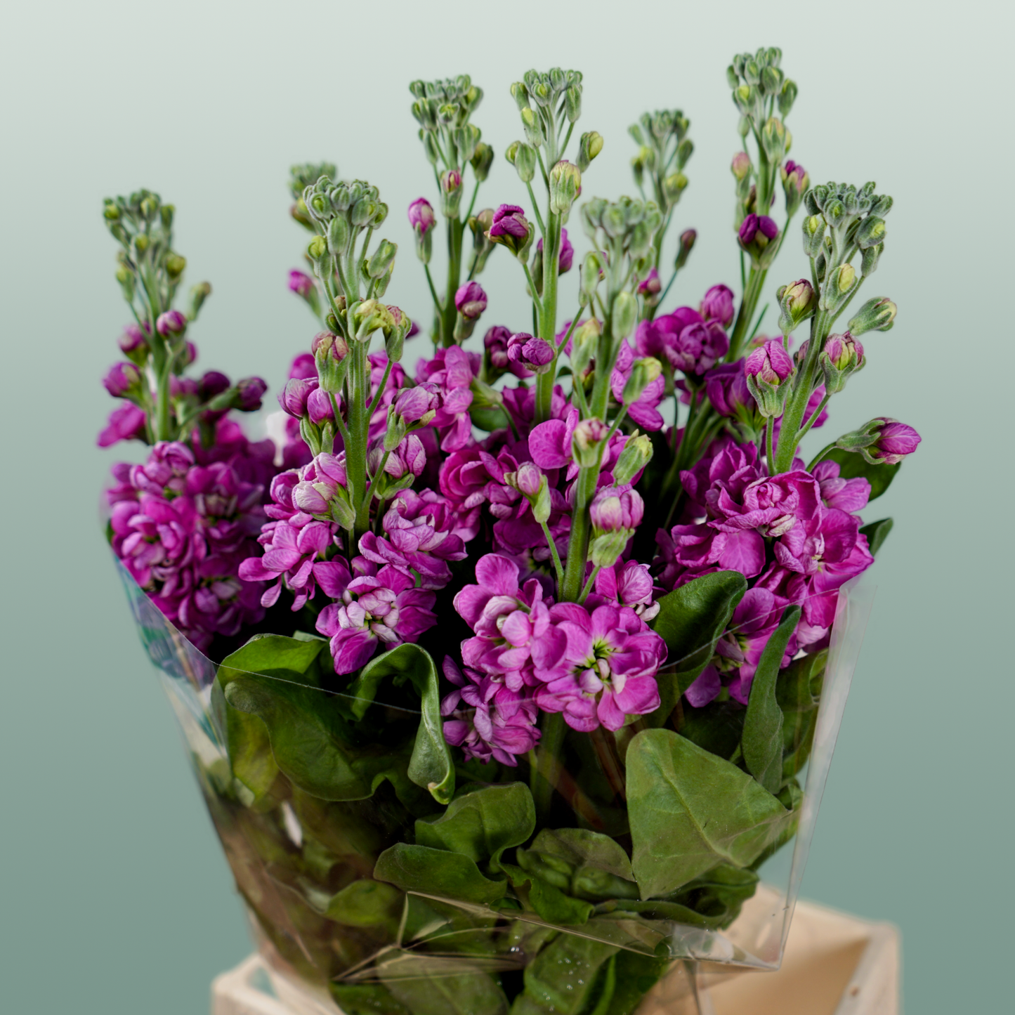Matthiola Fedora