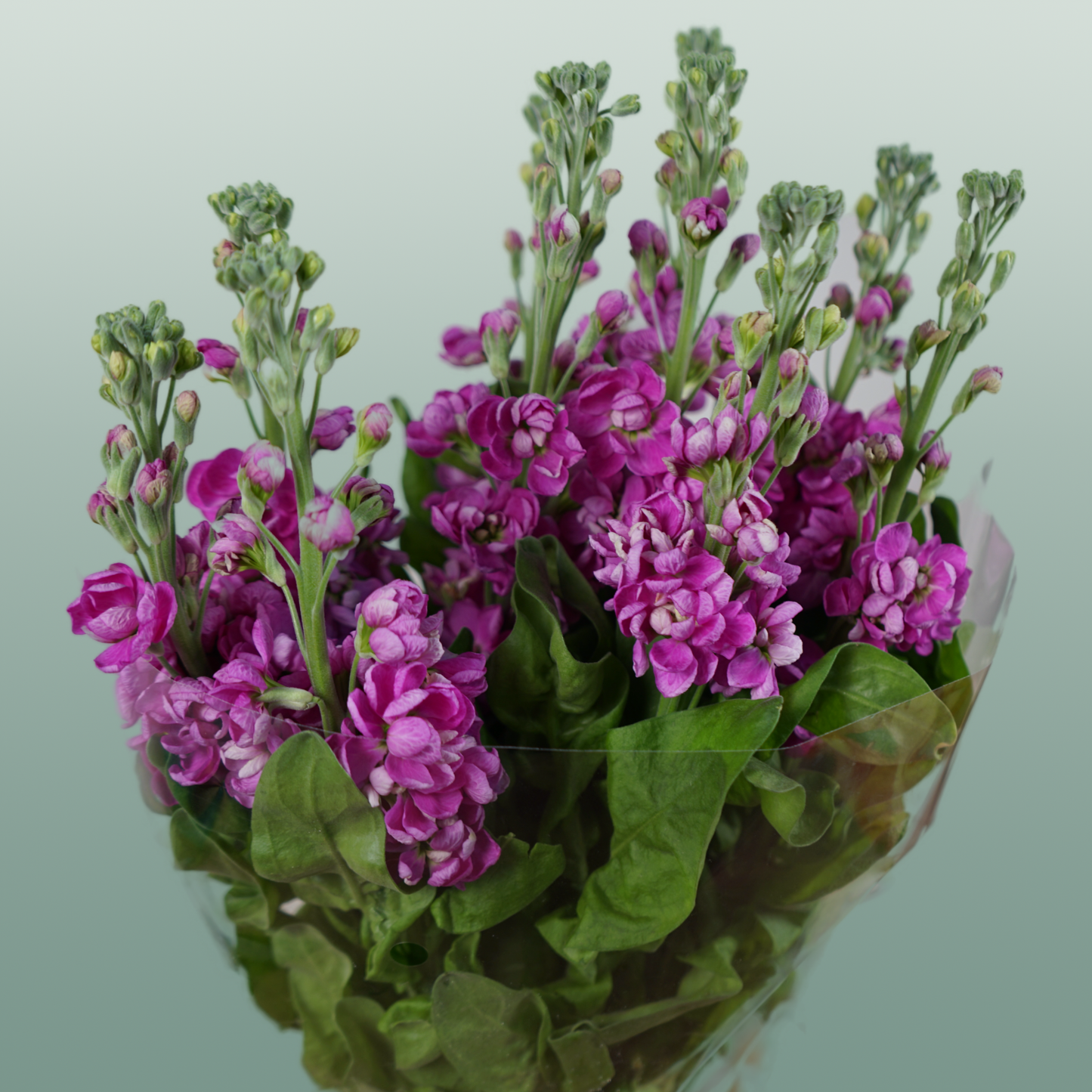 Matthiola Fedora