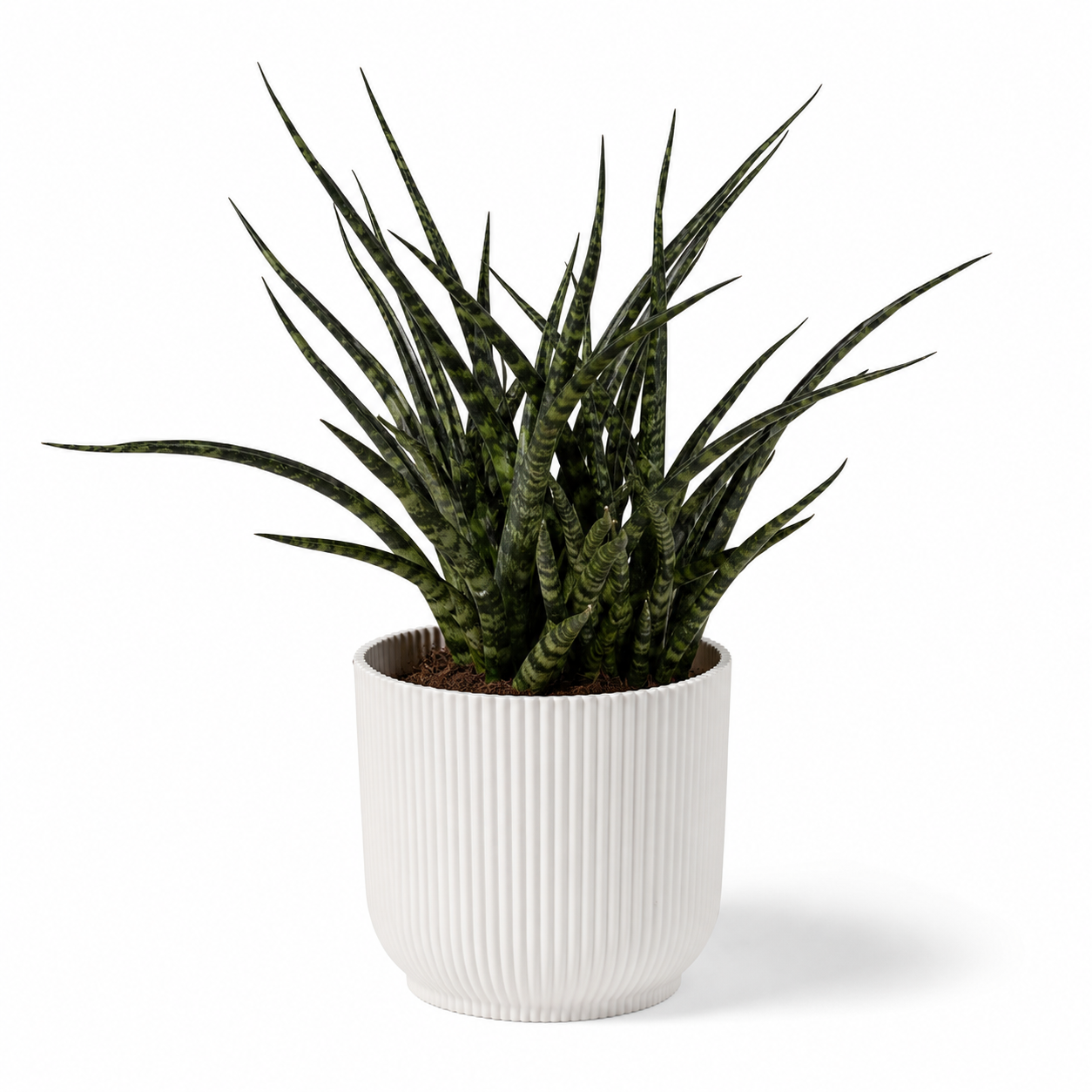 Snake Fernwood Punk 12cm Houseplant