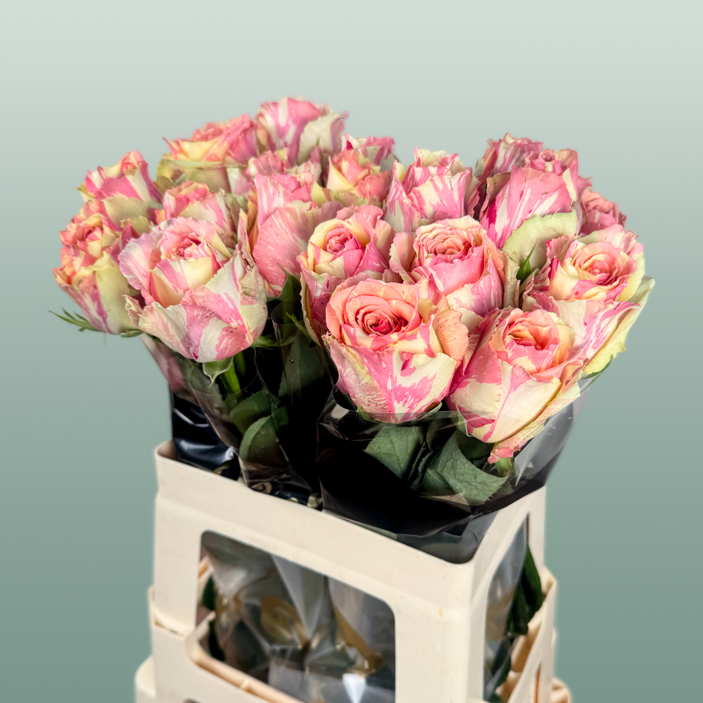 Rose Fiesta