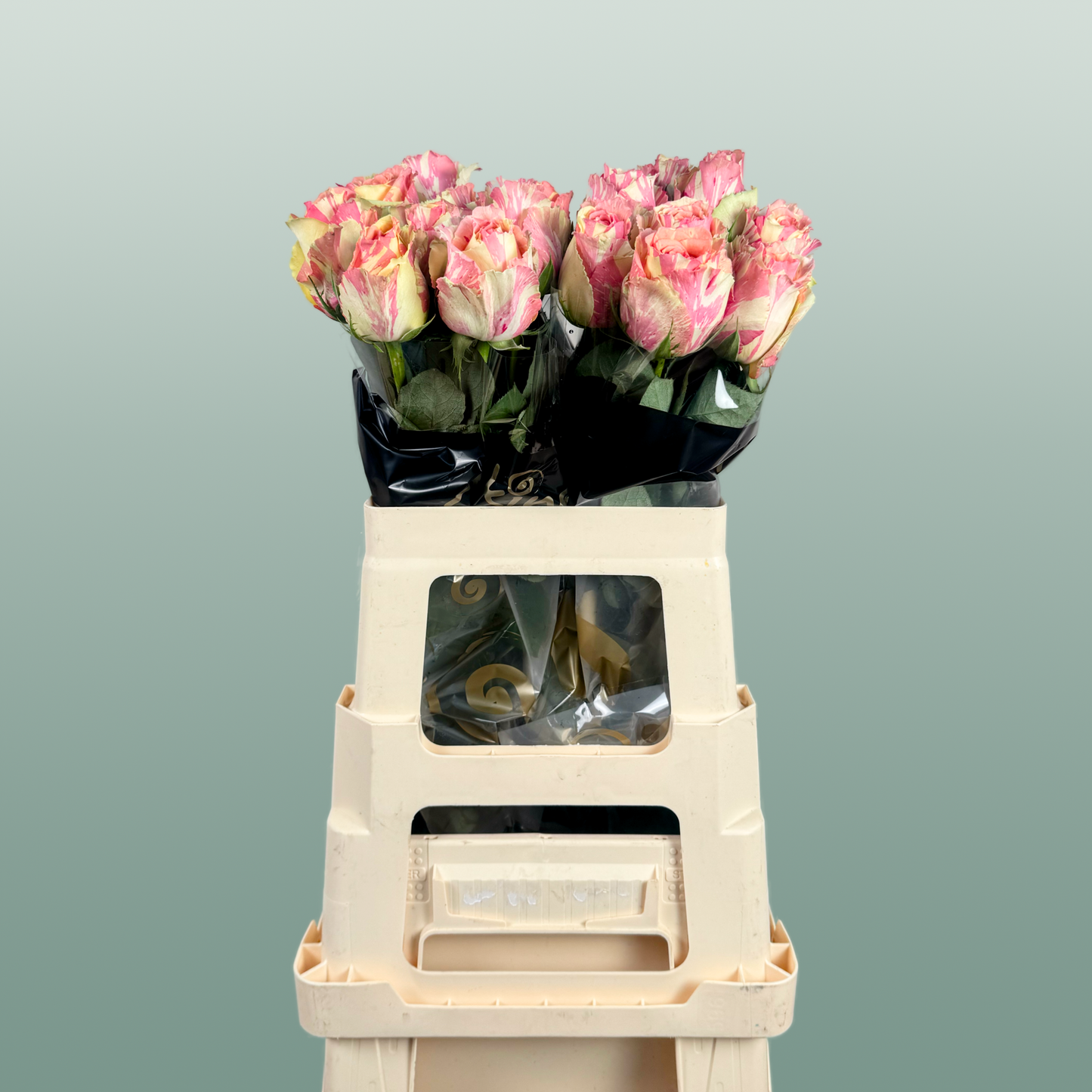 Rose Fiesta