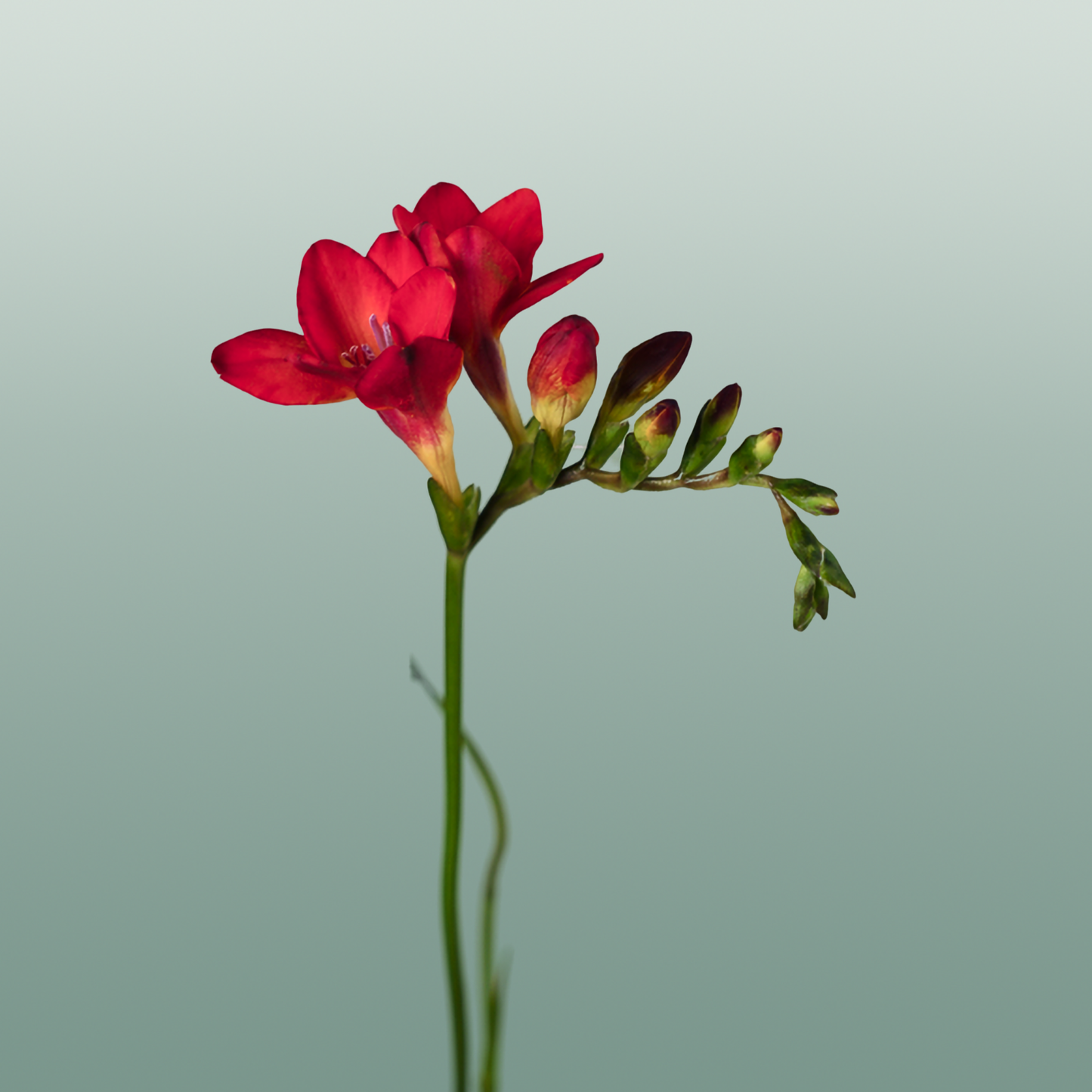 Freesia - Freesia - Fireball