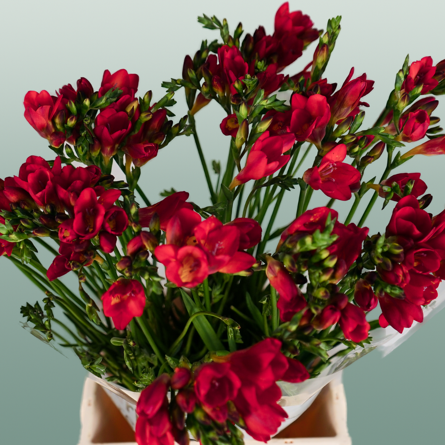 Freesia - Freesia - Fireball