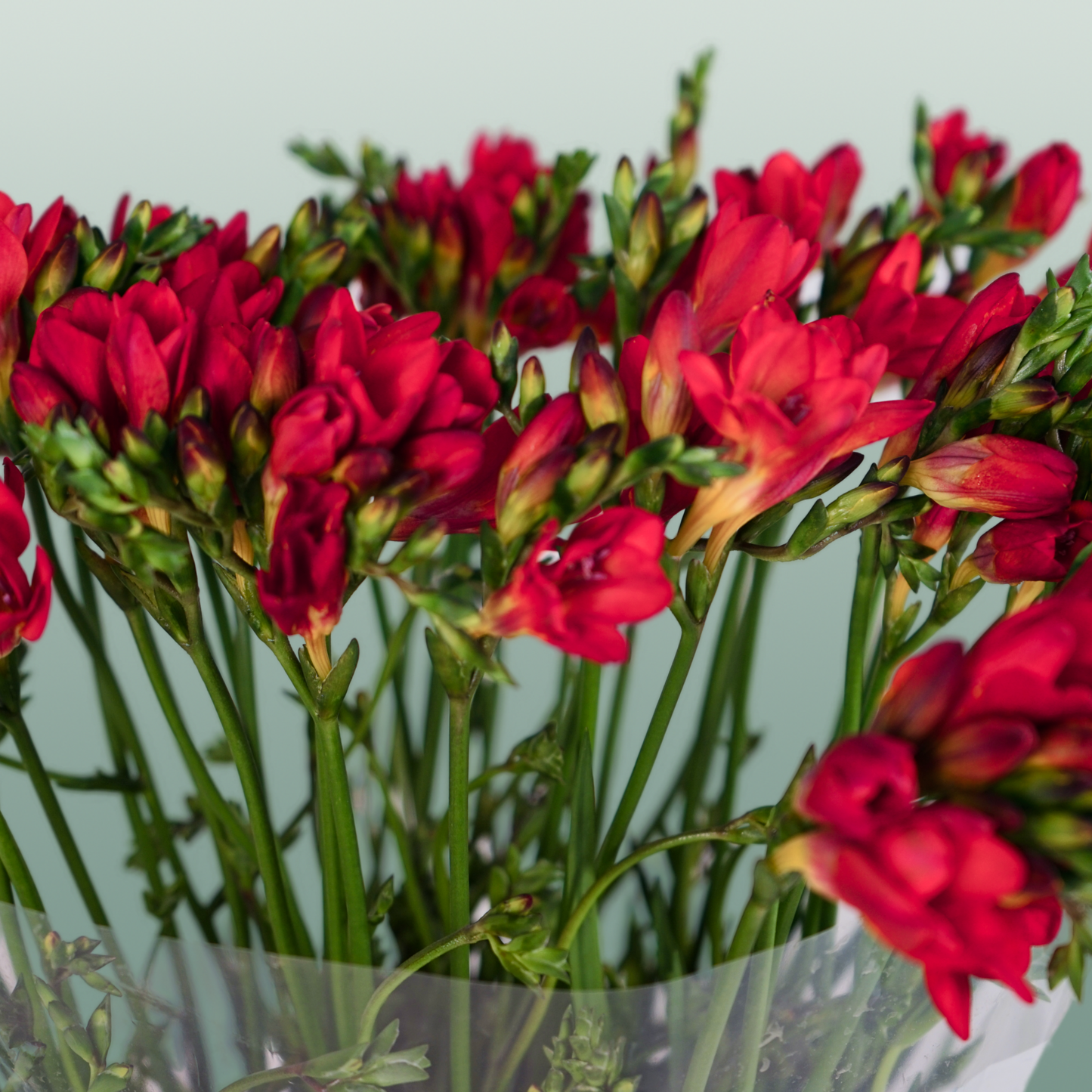 Freesia - Freesia - Fireball