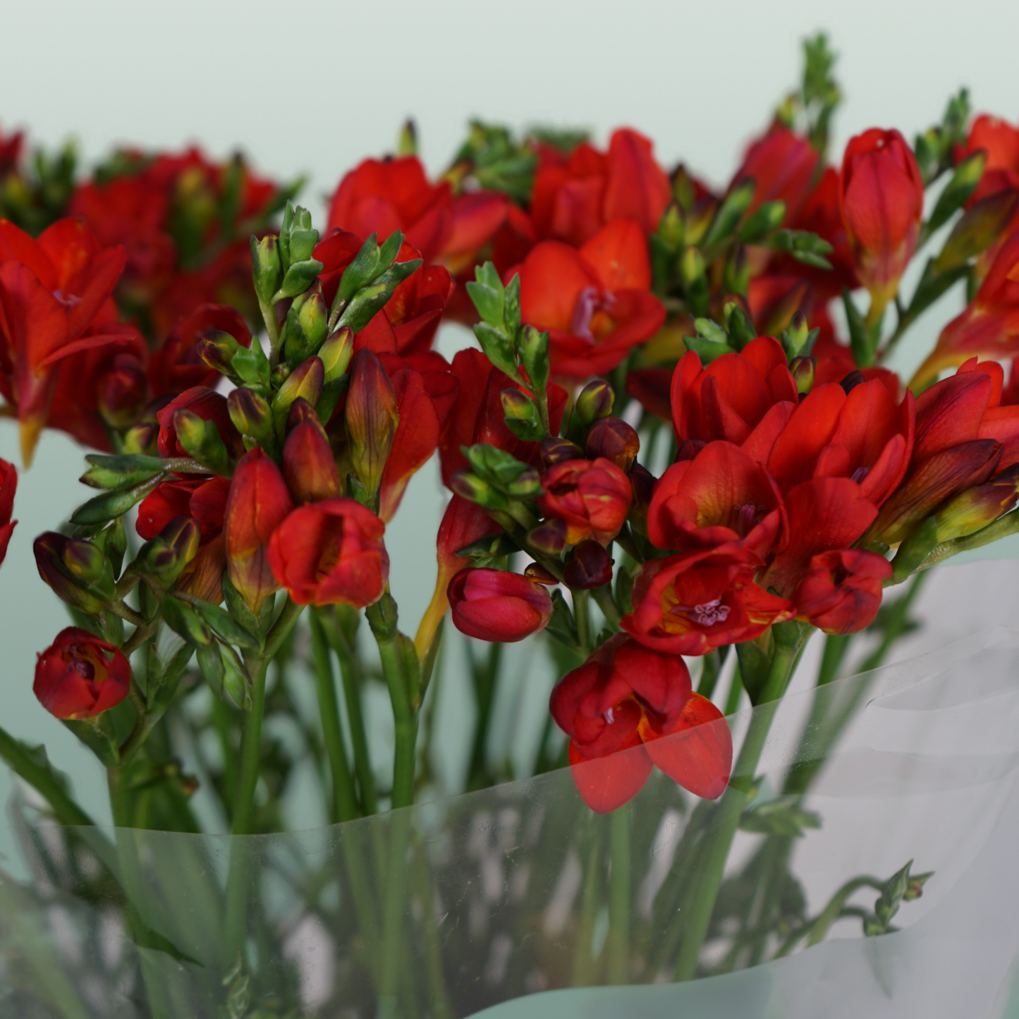 Freesia - Freesia - Fireball