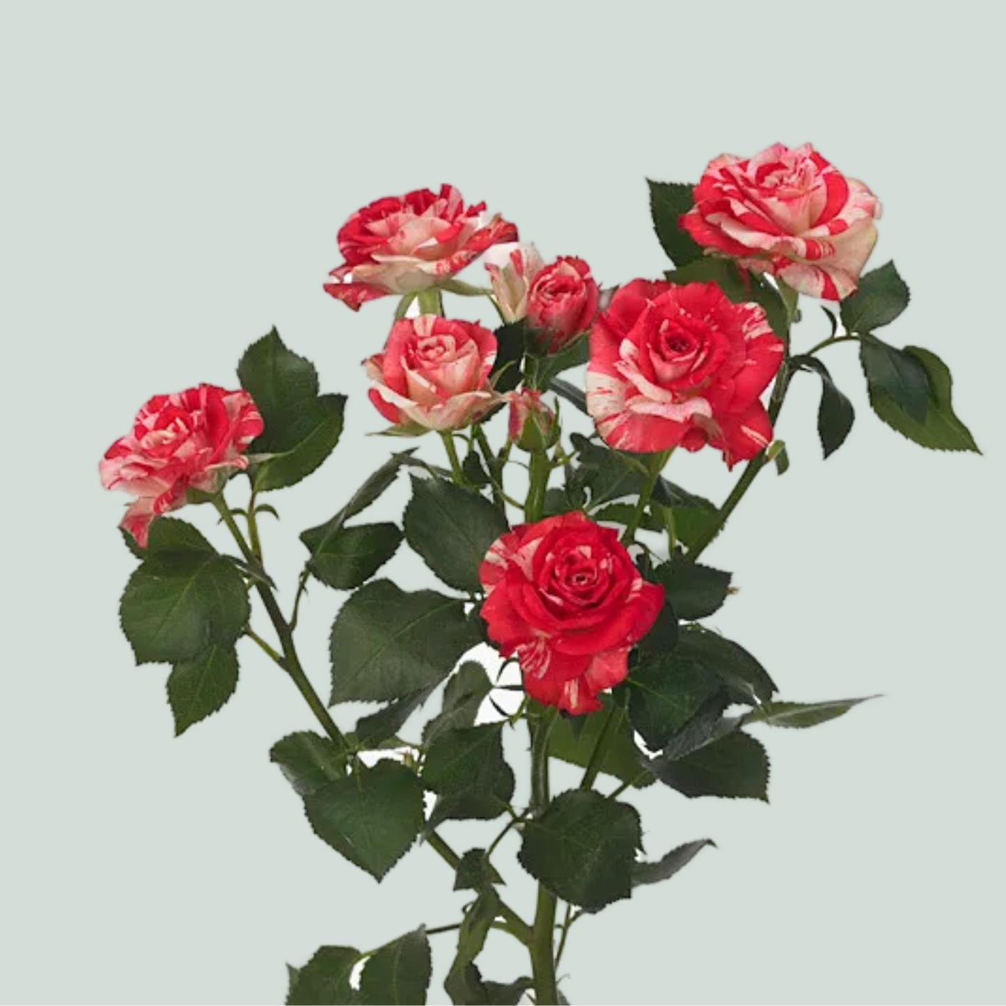 Spray Rose - Rosa - Fireworks