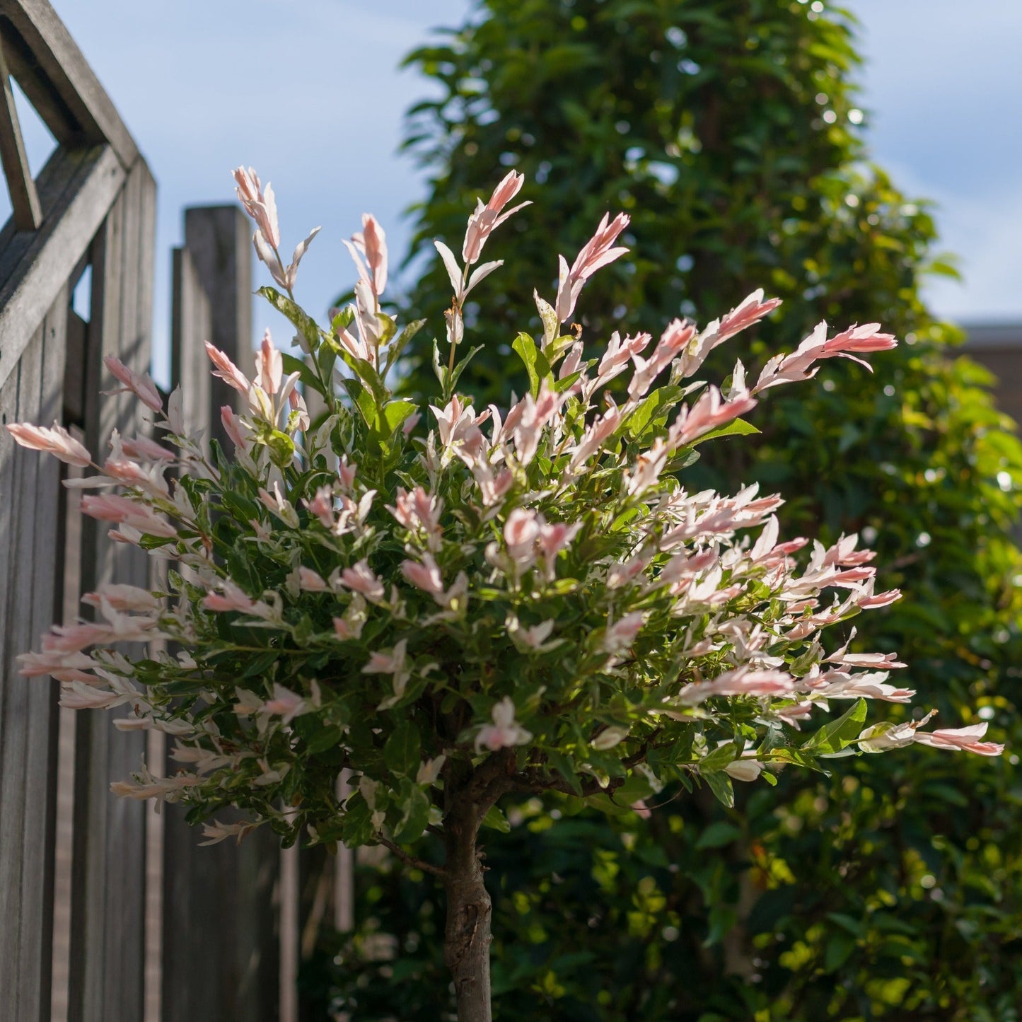 Salix intergra 'Hakuro - Nishiki'  Flamingo Dwarf Willow Tree (multiple sizes available)