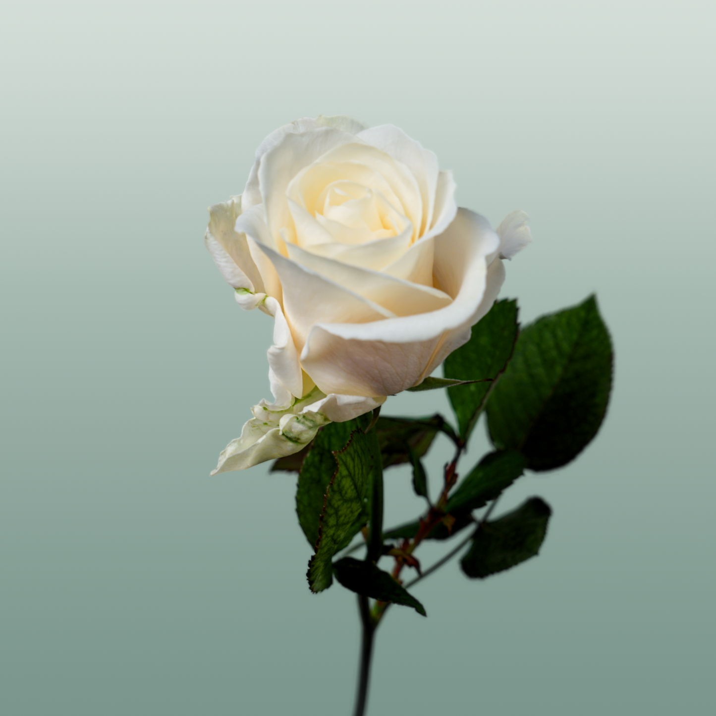 Rose - Rosa - Four Seasons+