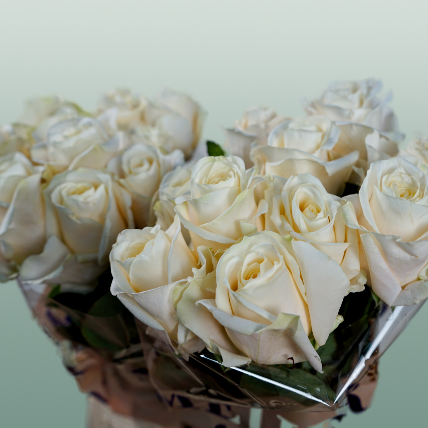Rose - Rosa - Four Seasons+
