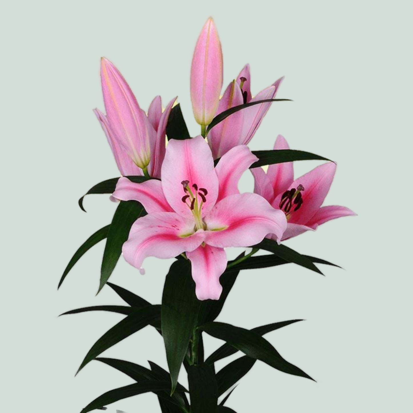 Lily - Lilium - Frontera