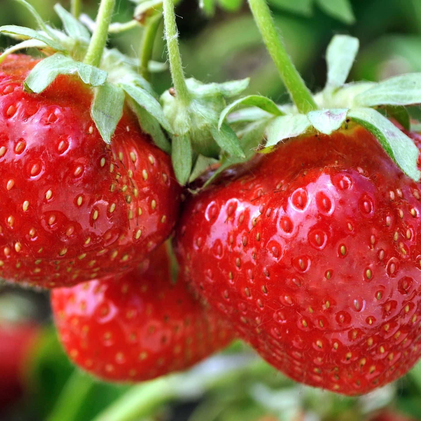 Strawberry | Fragaria vesca Alexandra 9cm Pot