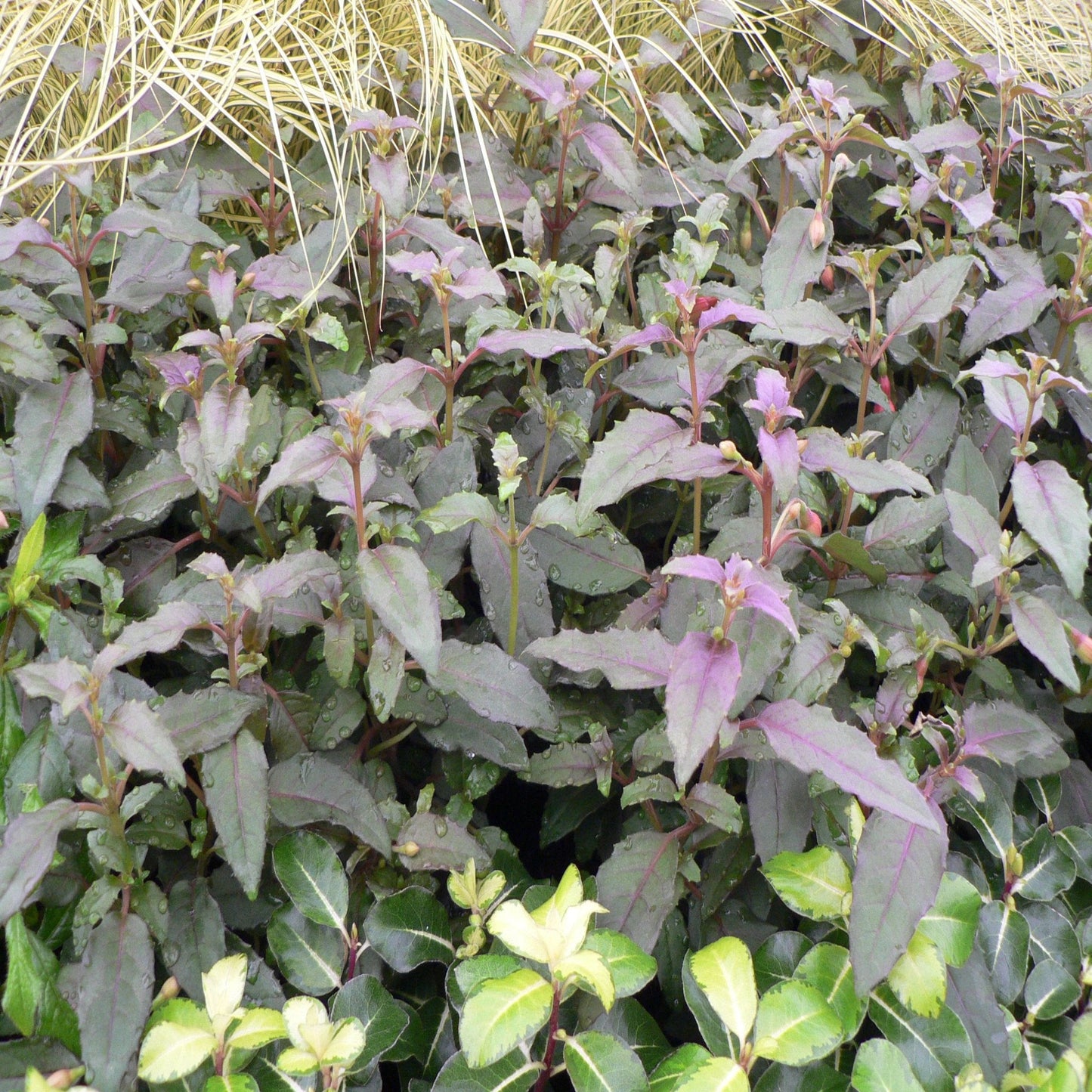 Hardy Fuchsia 'Alice Hoffman' 9cm / 2L
