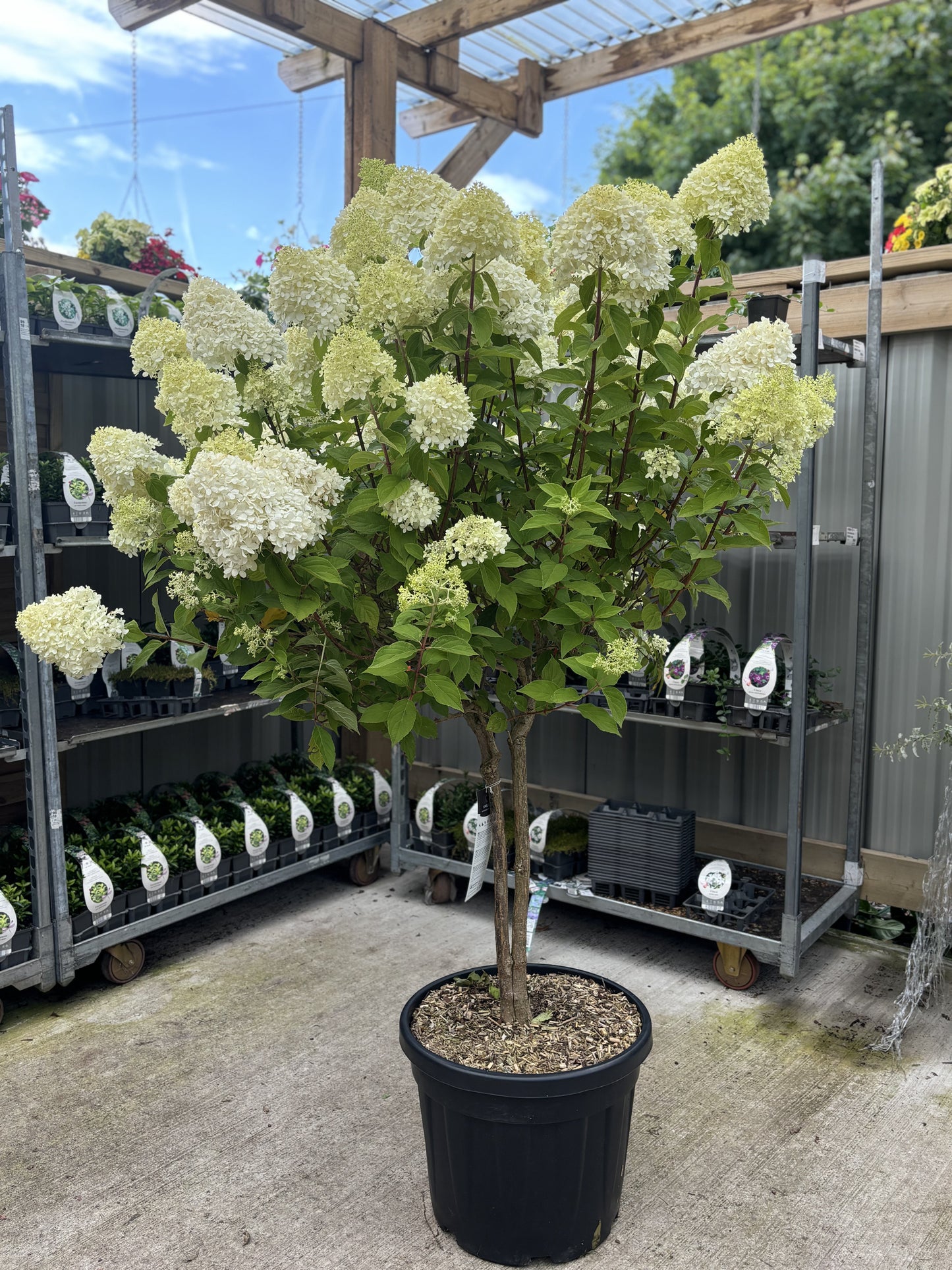 Hydrangea paniculata 'LimeLight€™ Multistem Tree 12L-45L