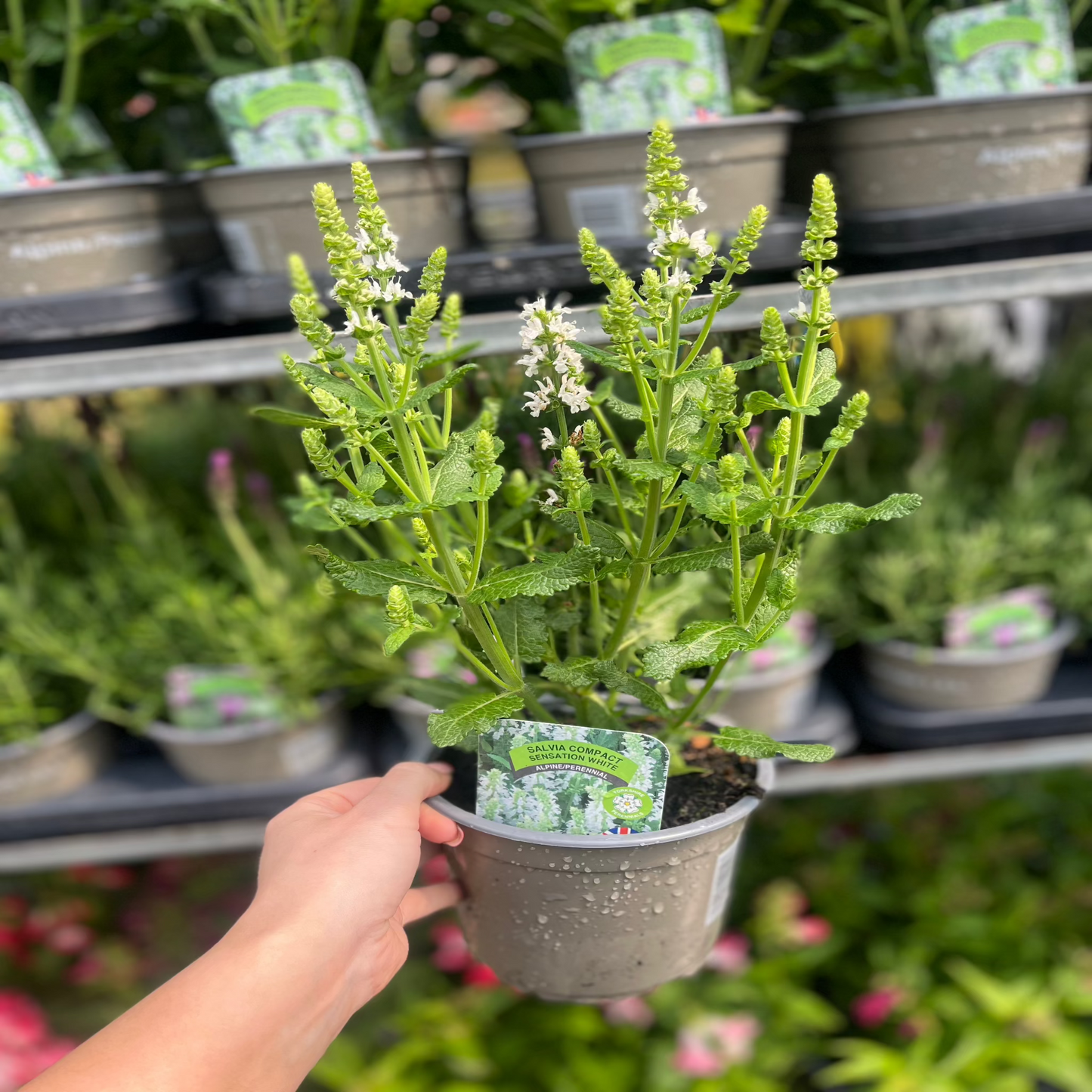 Salvia nemorosa 'Synchro White' 9cm/1.5L/2L
