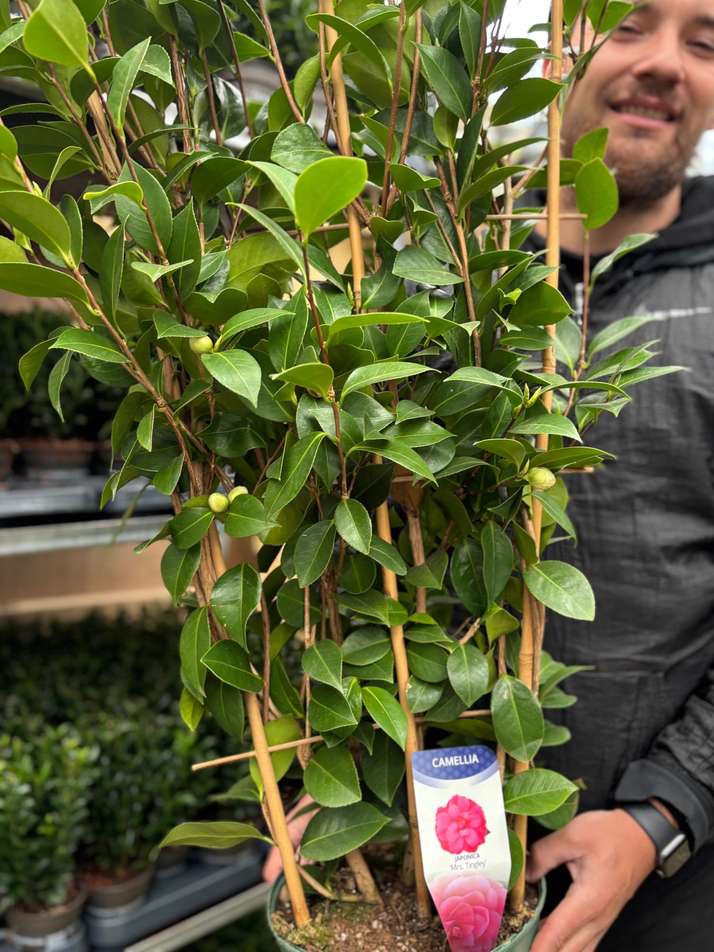 Camellia japonica 'Mrs Tingley' 5L 100-120cm