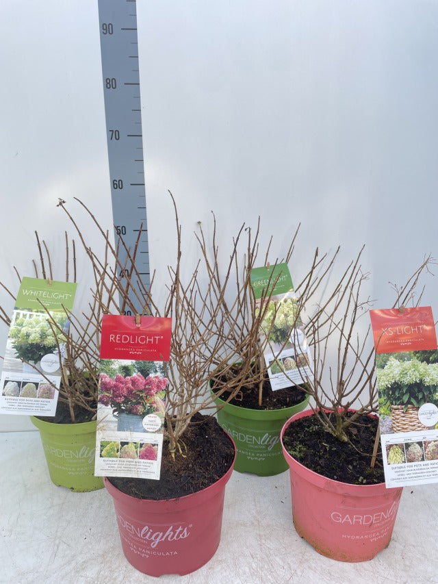 Hydrangea paniculata 'Red Light' 2L / 5L