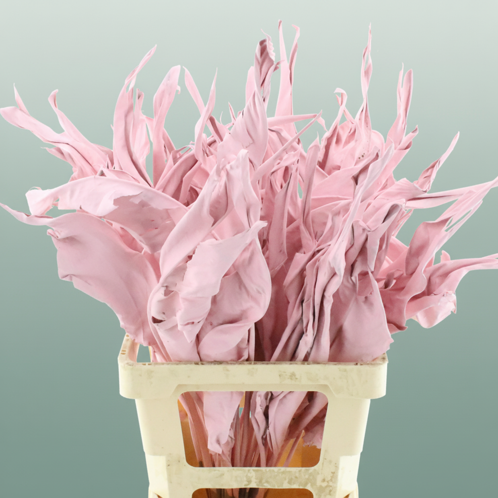 Dried Strelitzia Leaf Pink