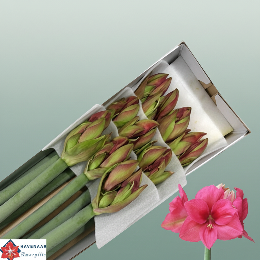 Amaryllis Pleasure