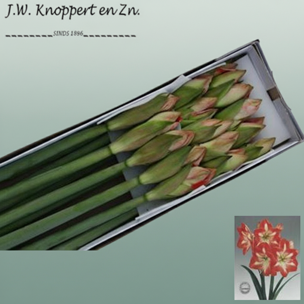 Amaryllis Minerva