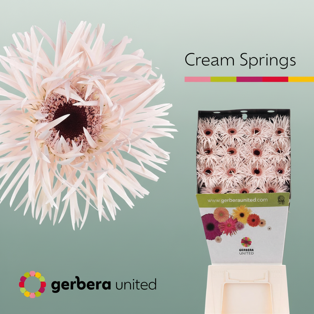 Gerbera Large Spider Cream Springs