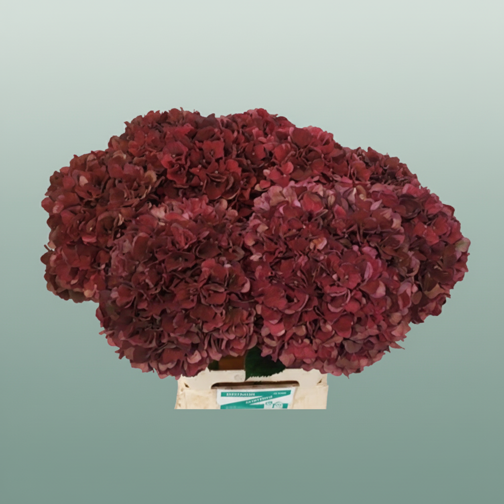 Hydrangea - Hydrangea - Kolmaru