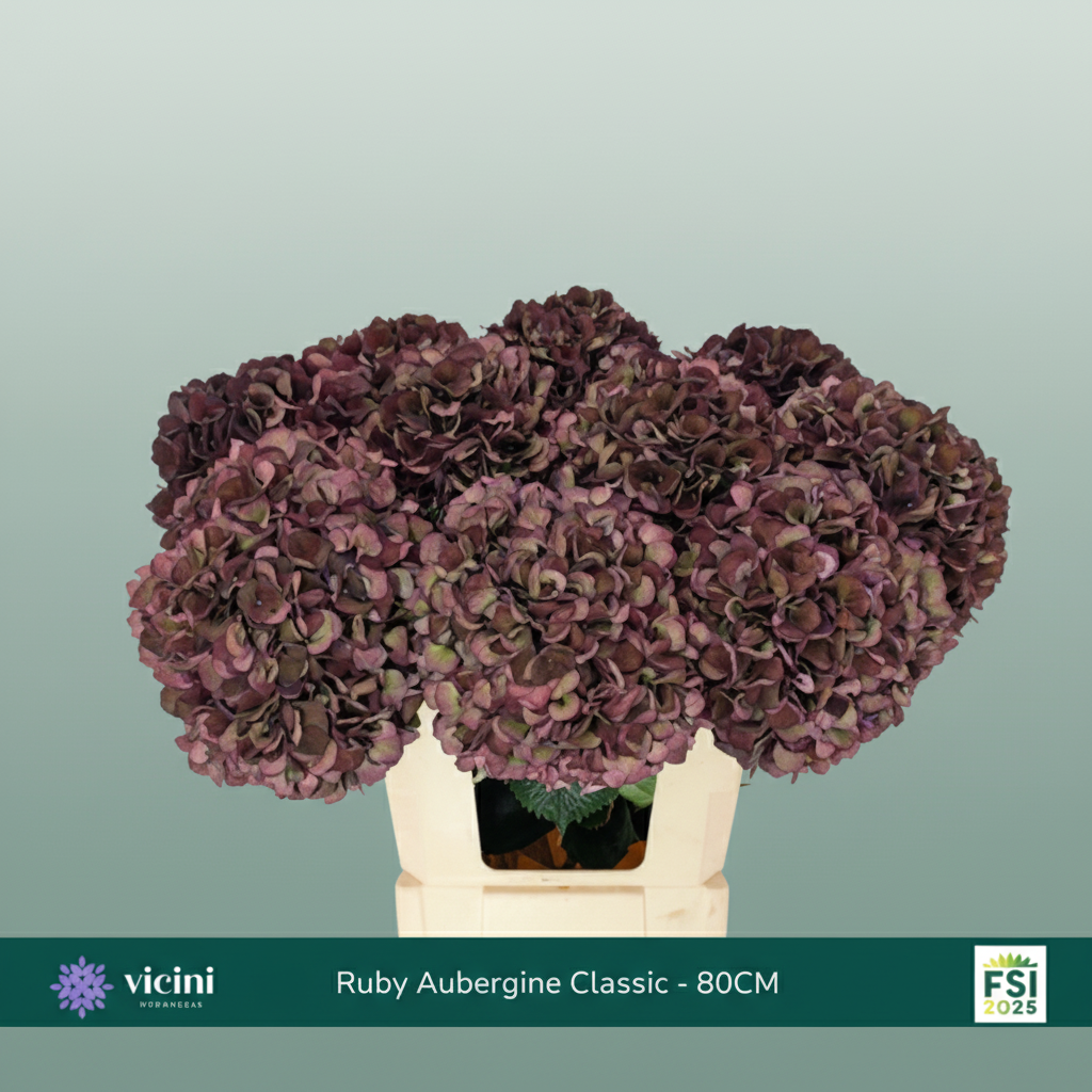 Hydrangea - Hydrangea - Kolmadaru