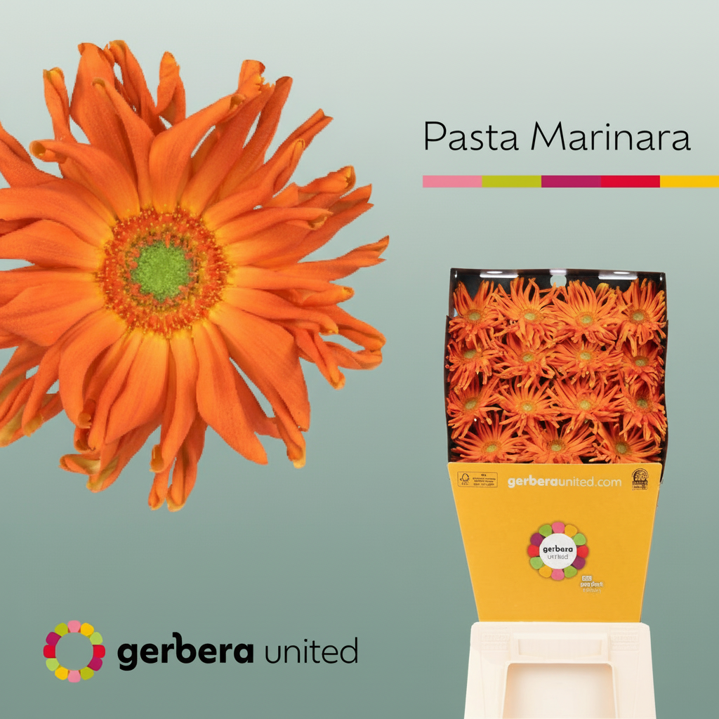 Gerbera Large Pasta Marinara